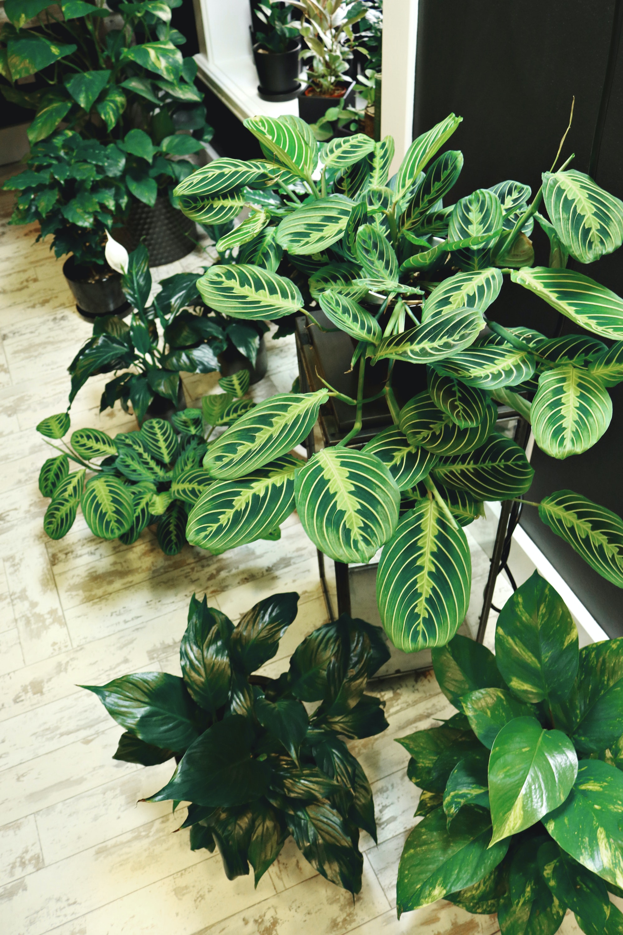 Houseplants Wallpapers