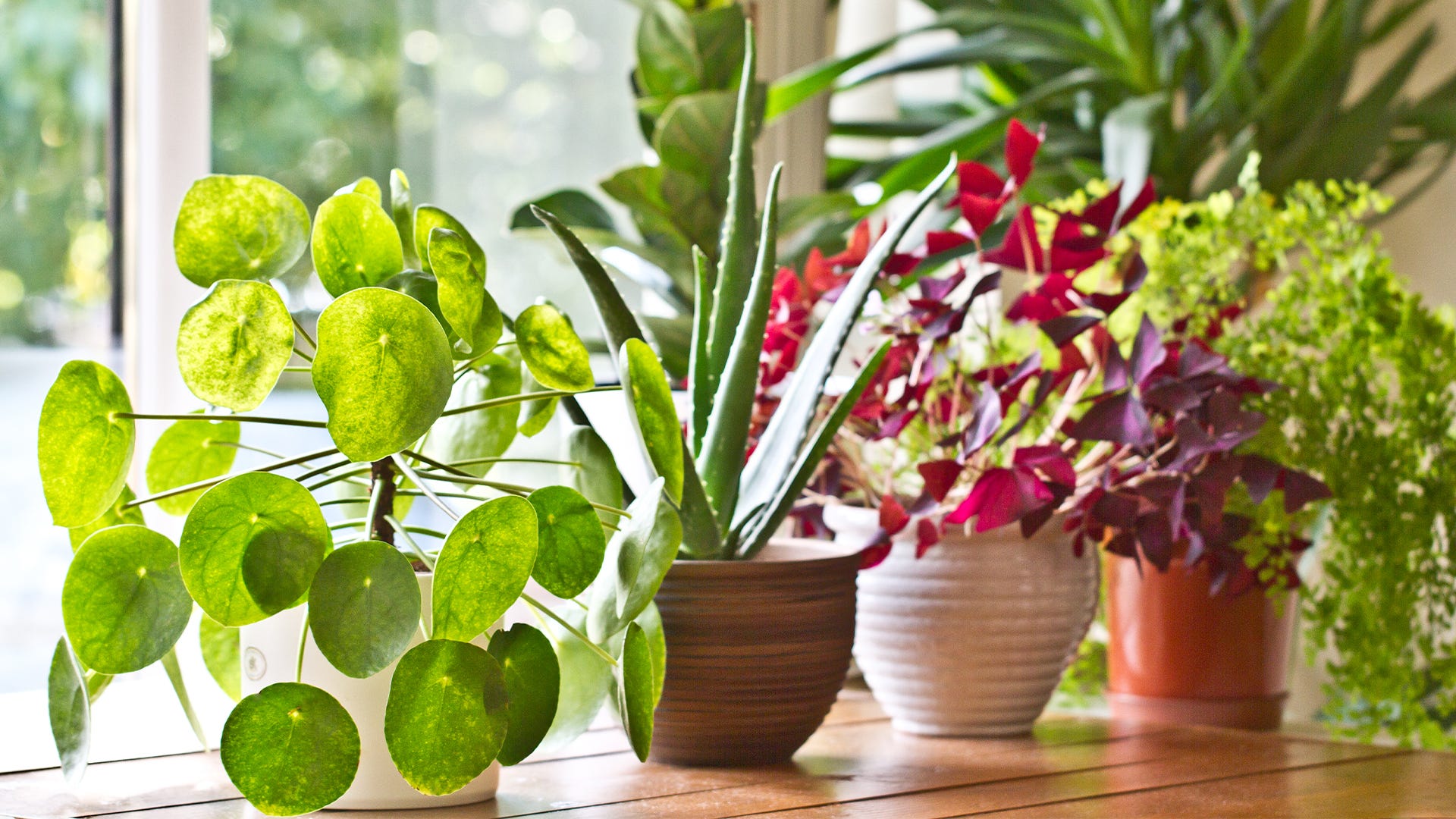 Houseplants Wallpapers