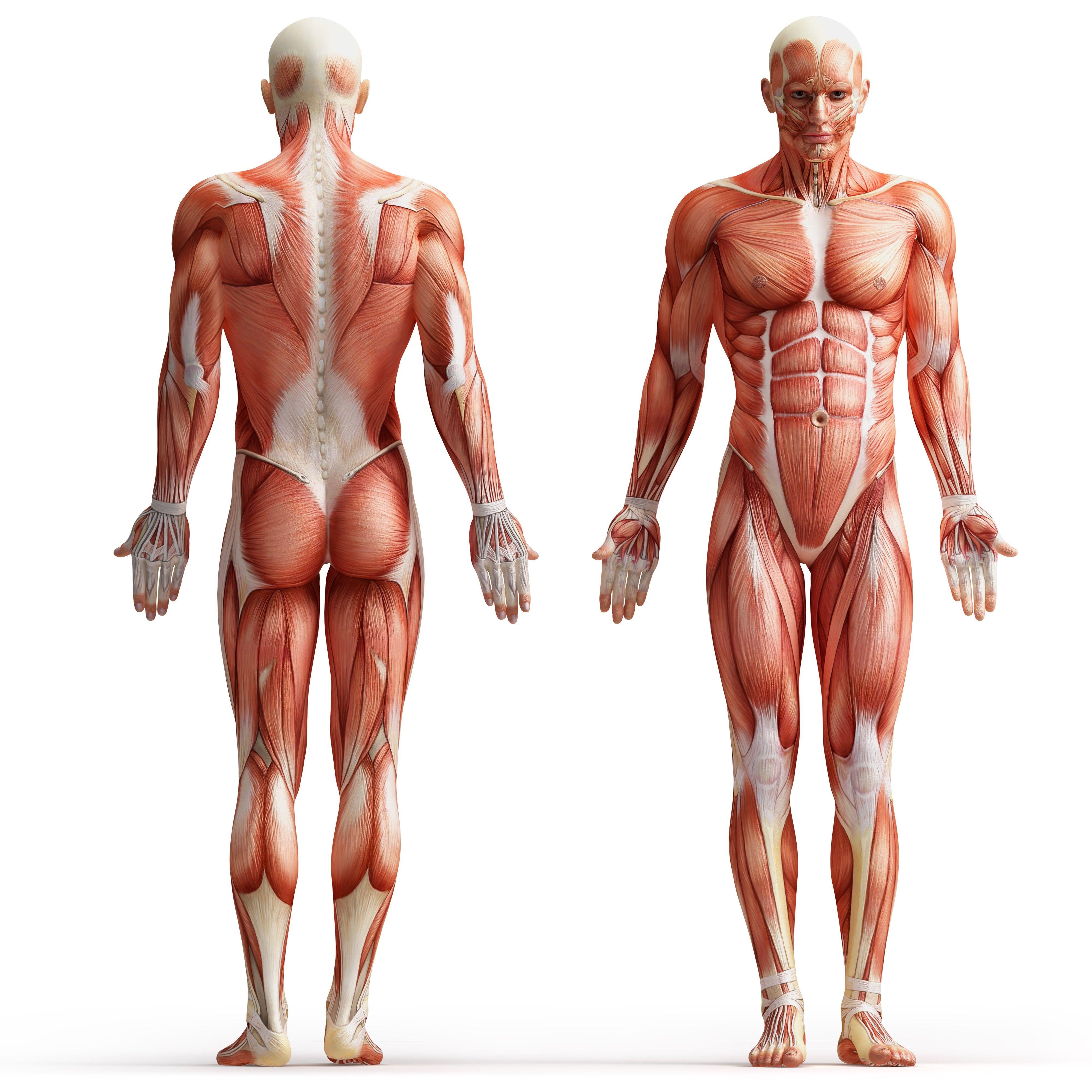 Human Body Wallpapers