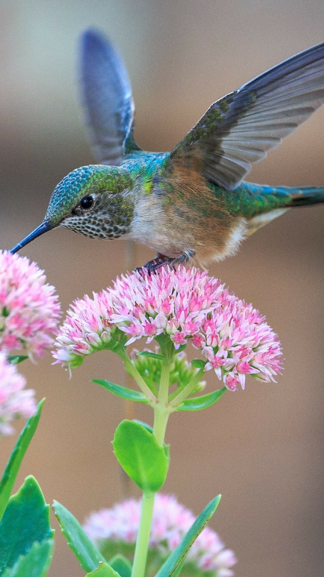 Hummingbird For Phone Wallpapers