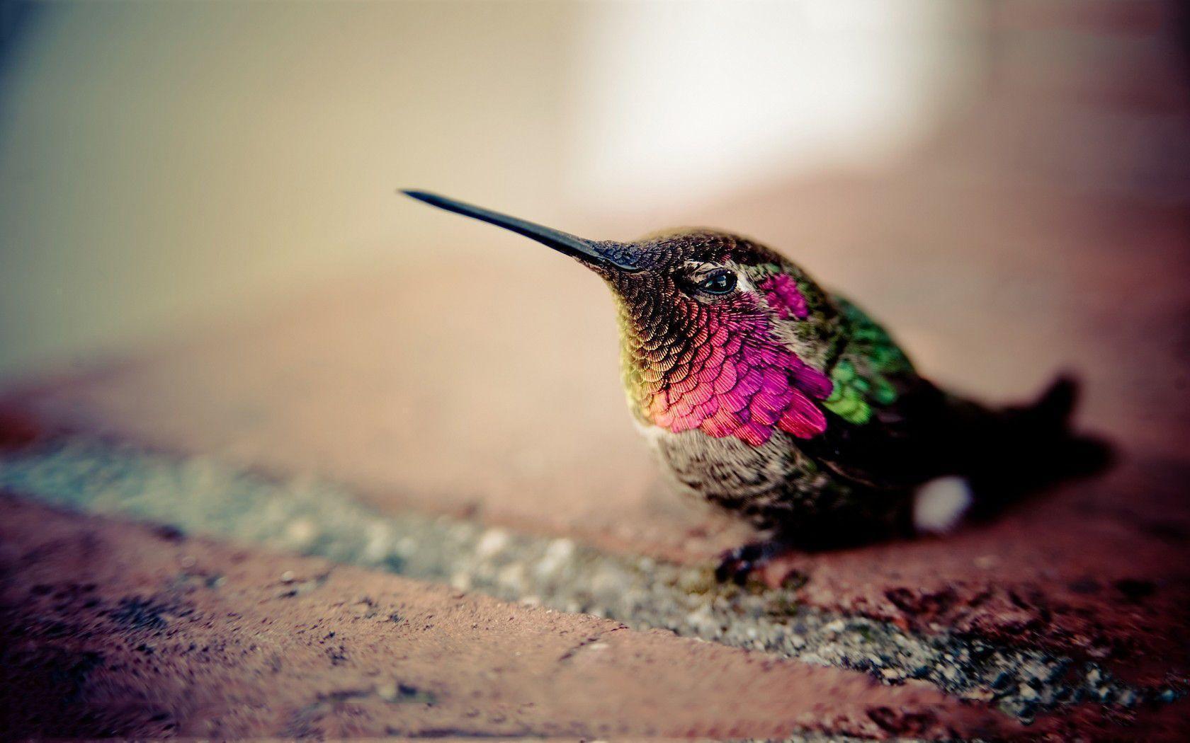 Hummingbird For Phone Wallpapers