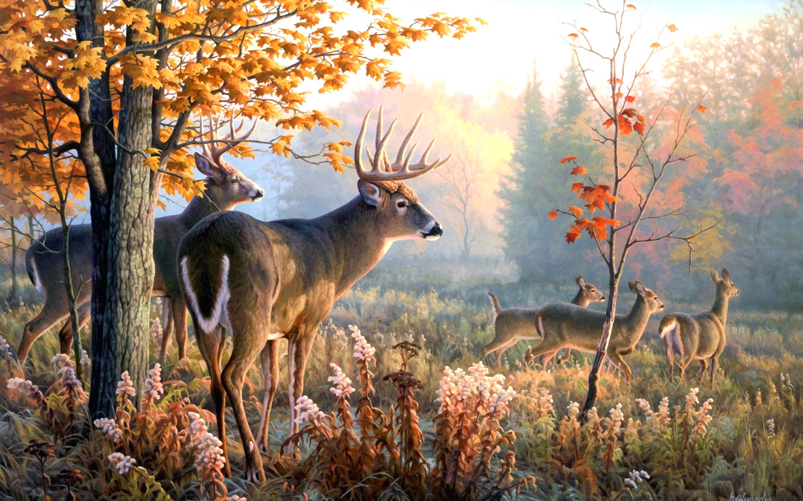 Hunting And Fishing Wallpapers