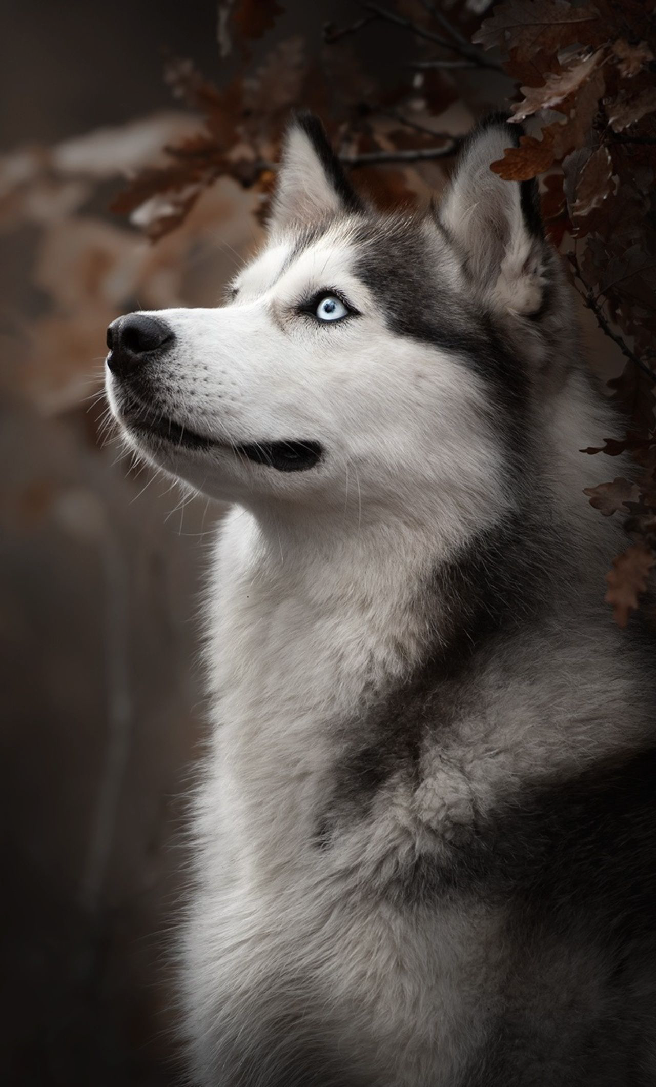 Husky Dogs Wallpapers