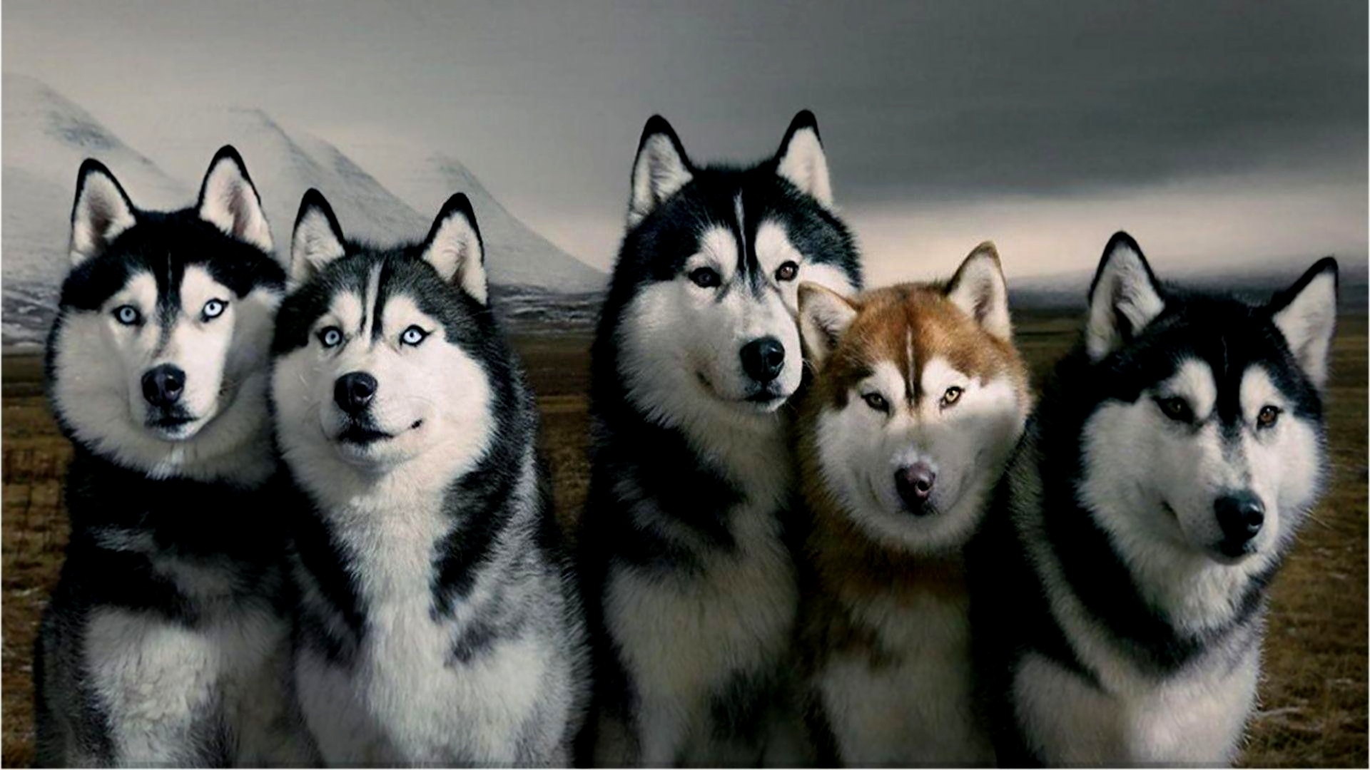 Husky Dogs Wallpapers