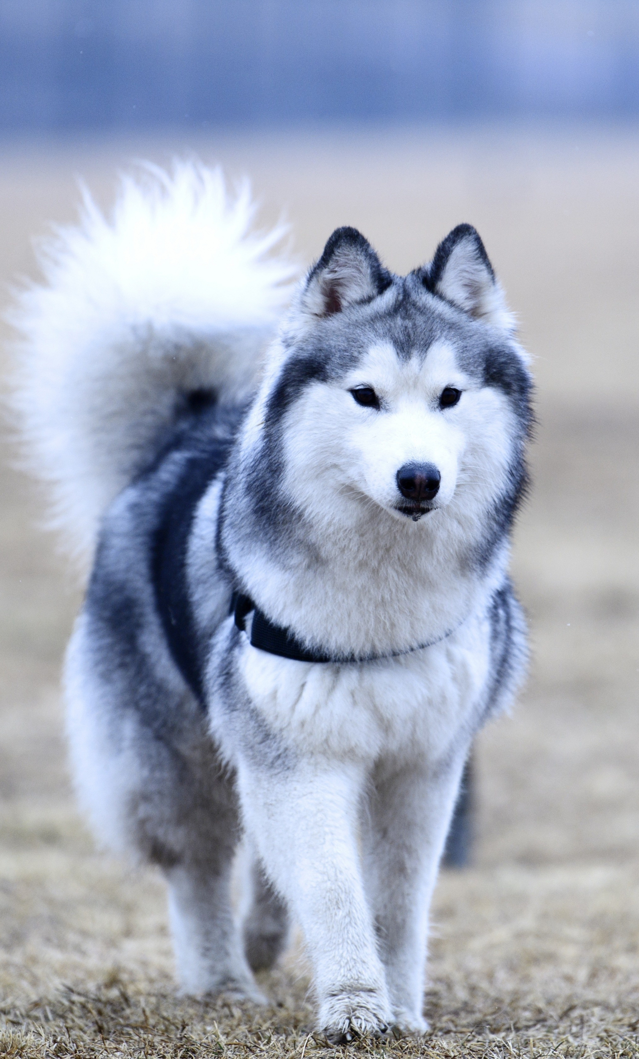 Husky Dogs Wallpapers