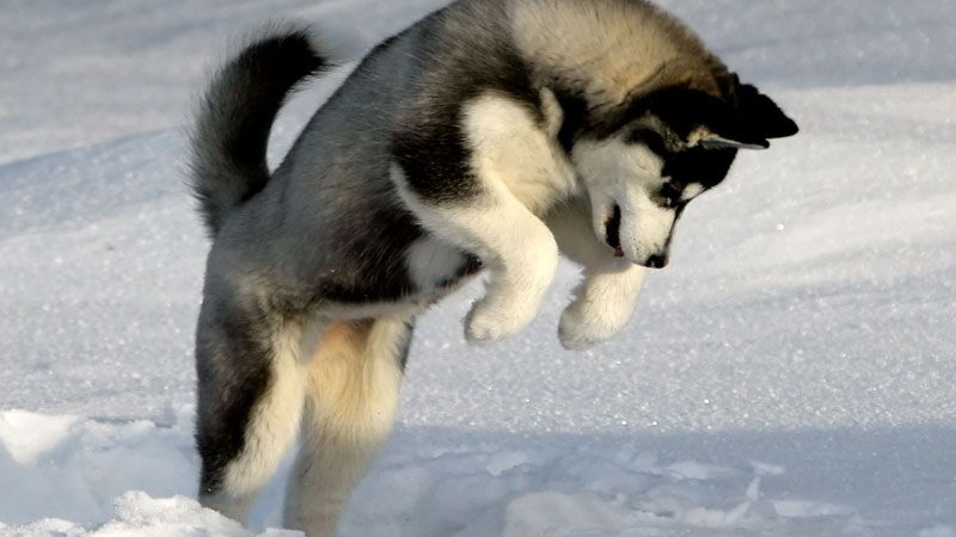 Husky Puppy Wallpapers