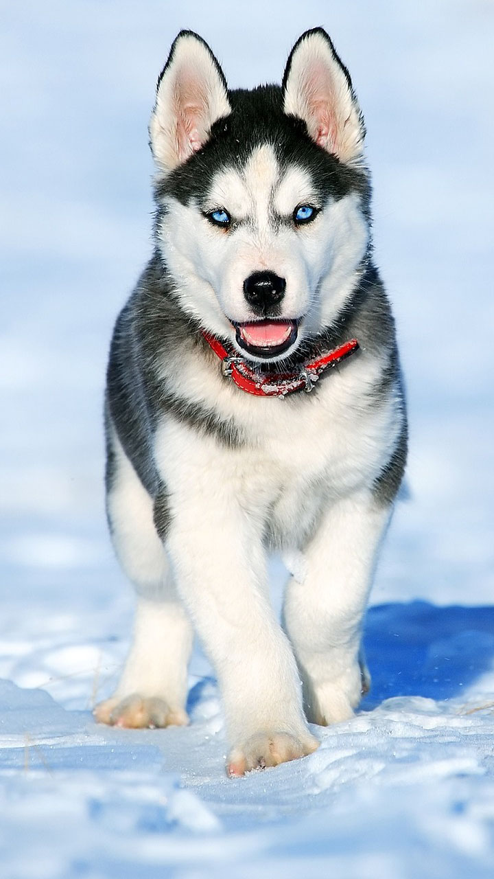 Husky Puppy Wallpapers