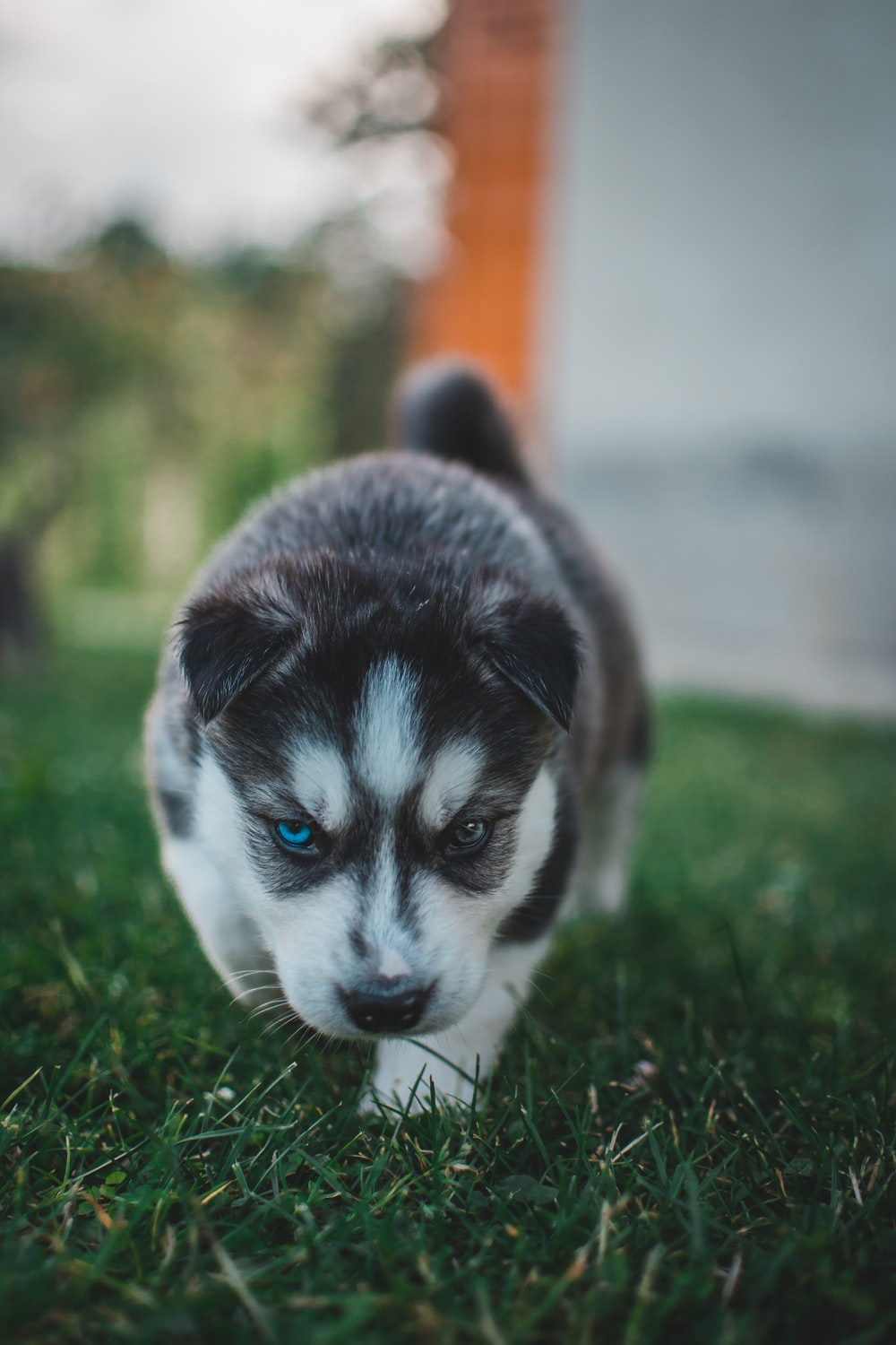 Husky Puppy Wallpapers