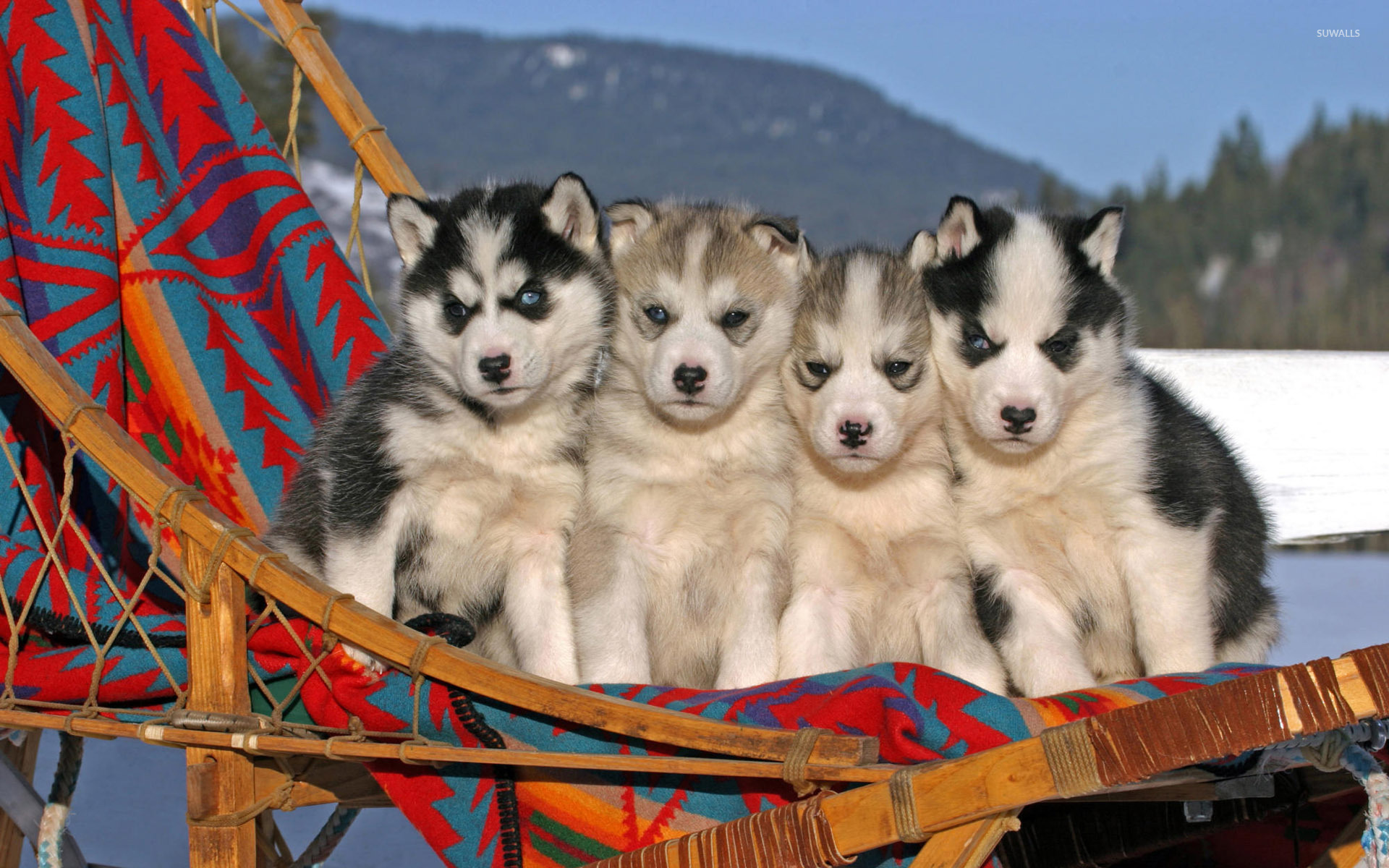 Husky Puppy Wallpapers