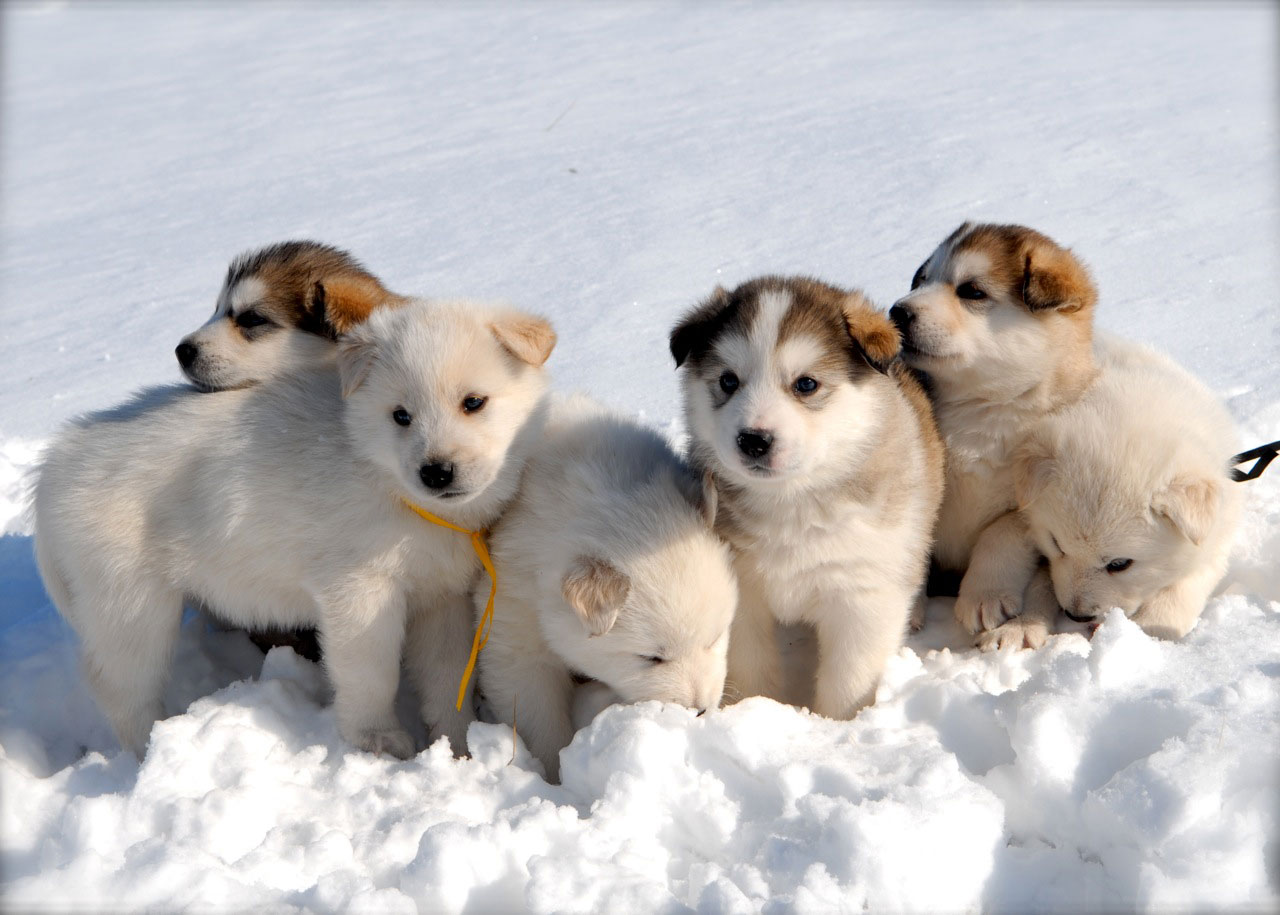 Husky Puppy Wallpapers