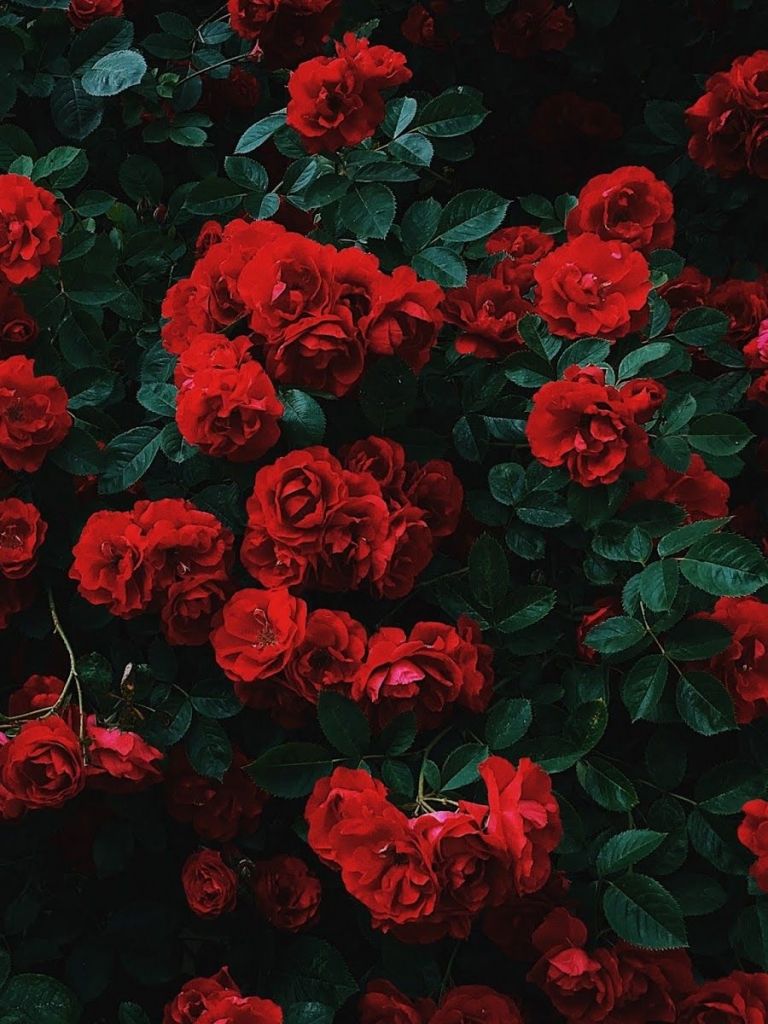 Hypebeast Rose Wallpapers