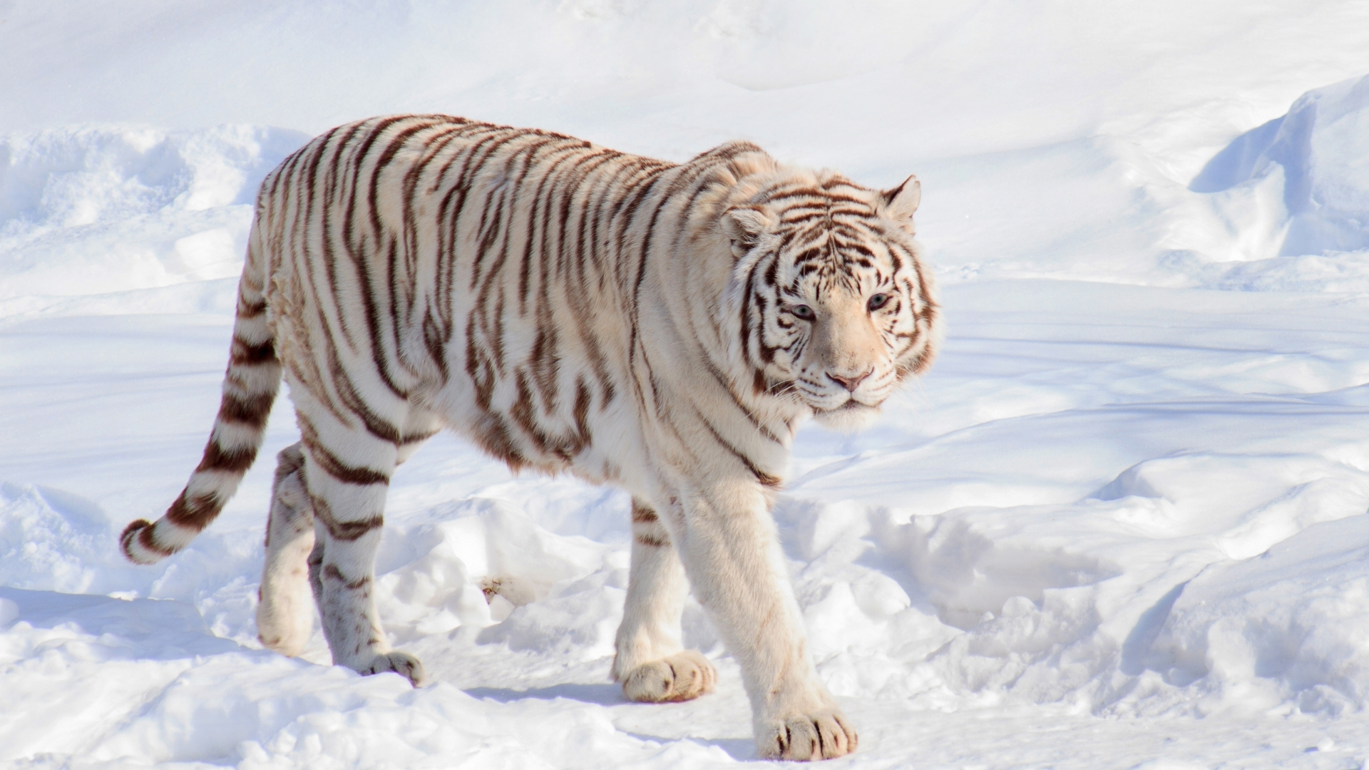Ice Tiger Wallpapers