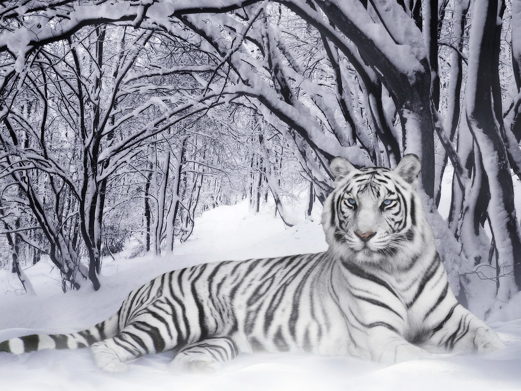 Ice Tiger Wallpapers