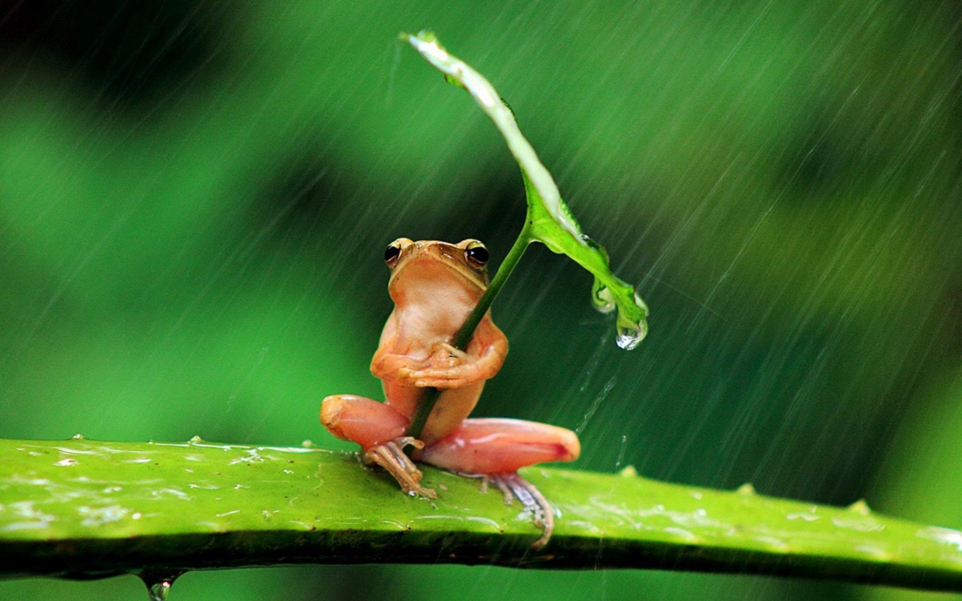 Images Of Baby Frogs Wallpapers