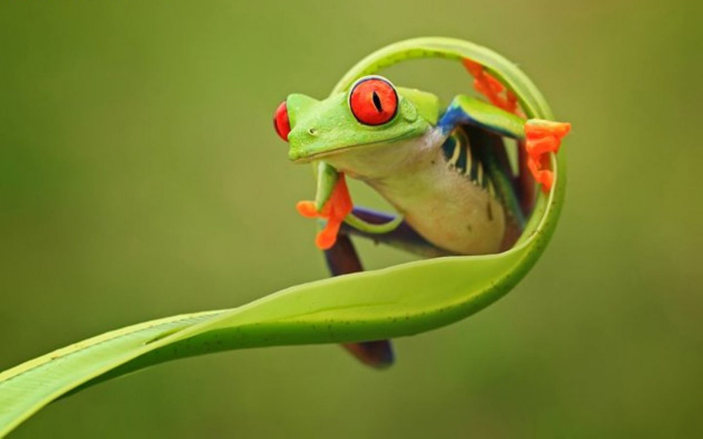 Images Of Baby Frogs Wallpapers