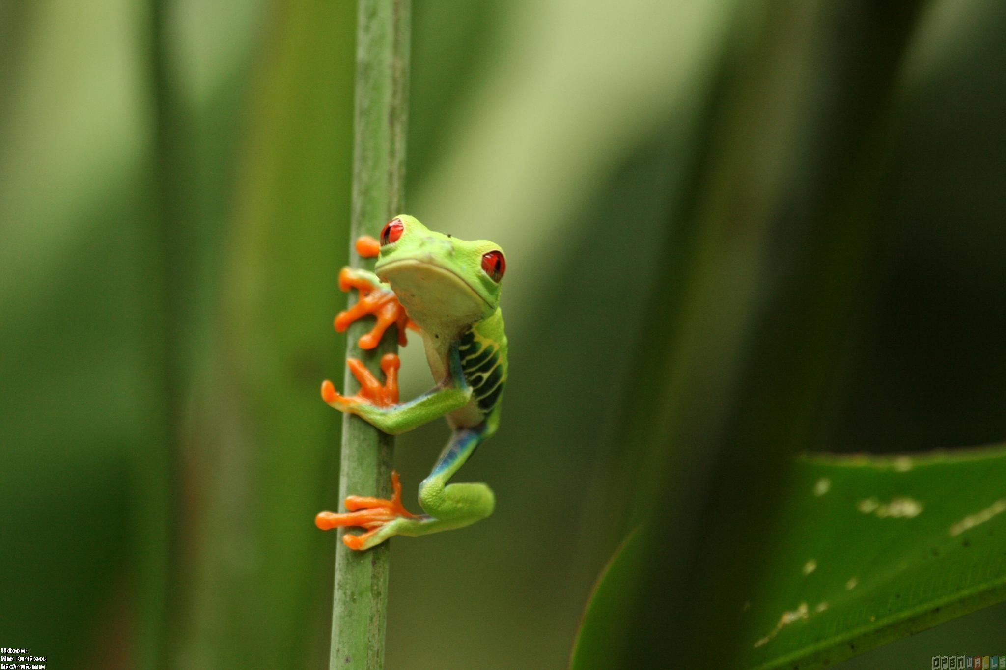 Images Of Baby Frogs Wallpapers