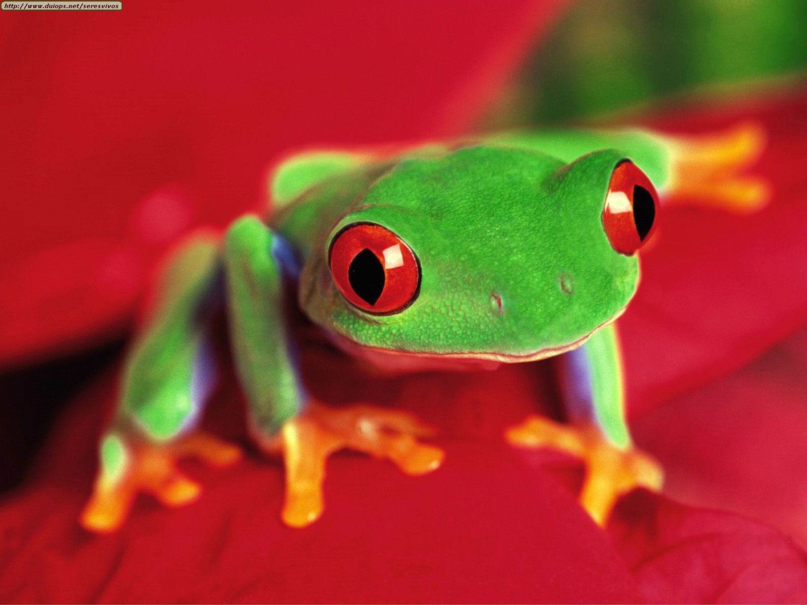 Images Of Baby Frogs Wallpapers