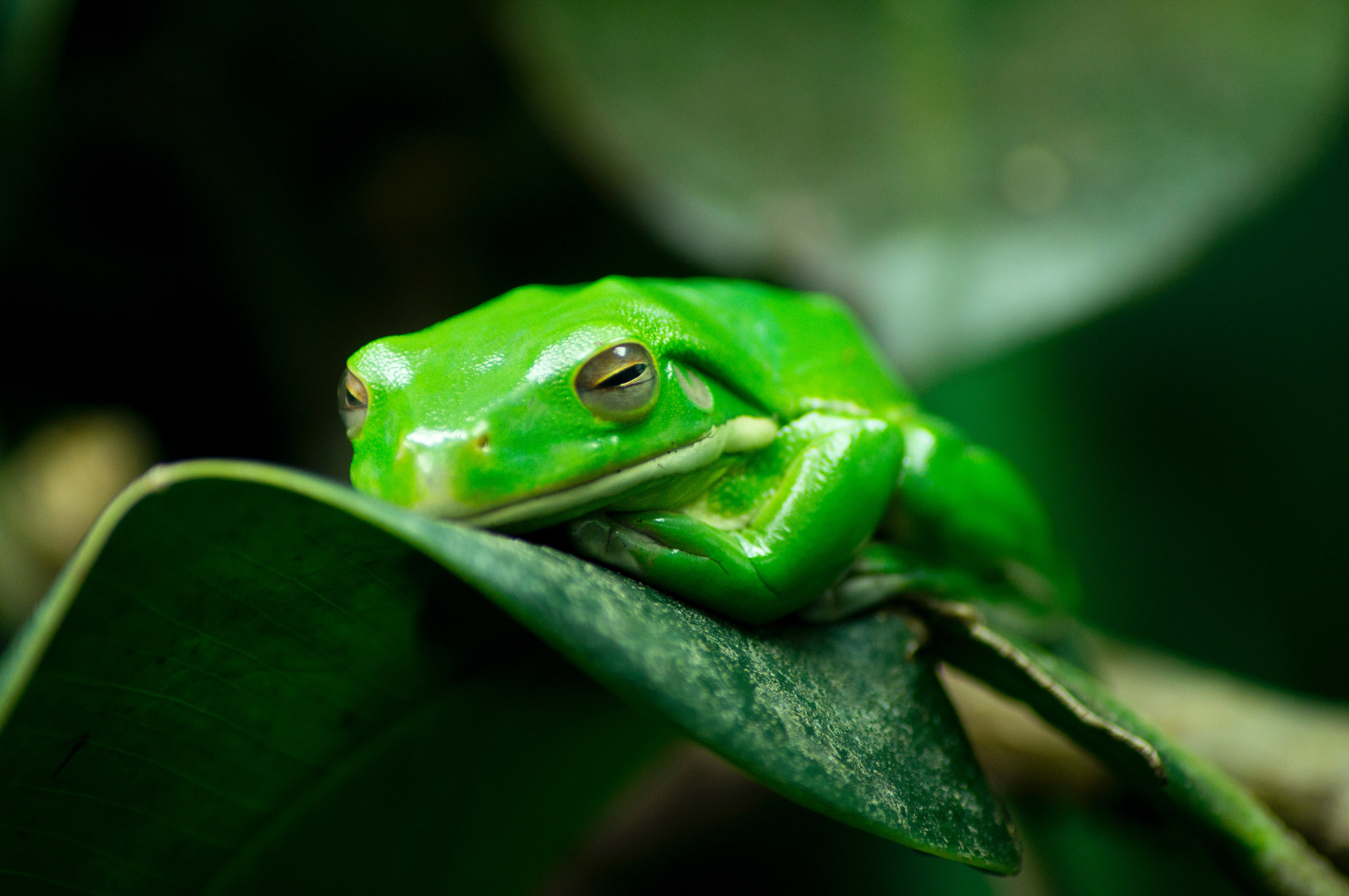 Images Of Baby Frogs Wallpapers