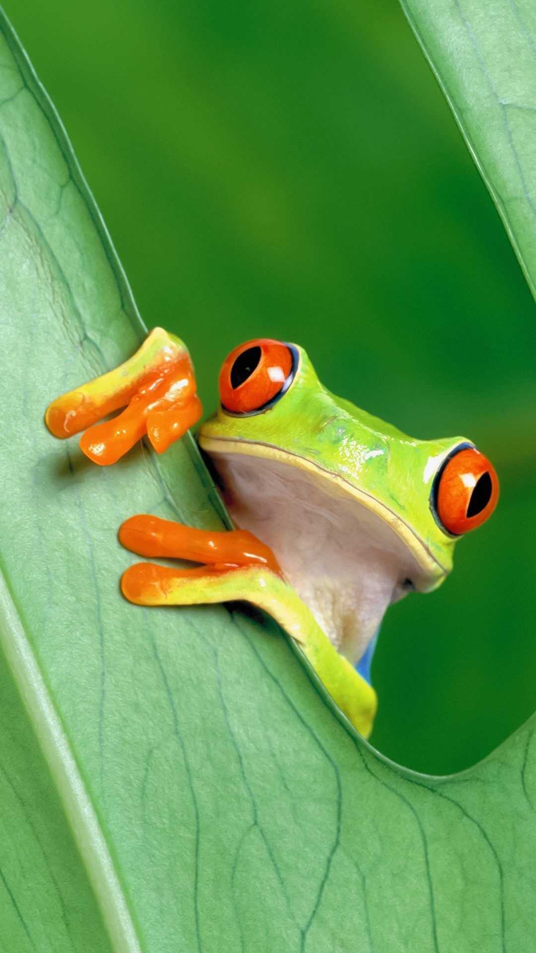 Images Of Baby Frogs Wallpapers