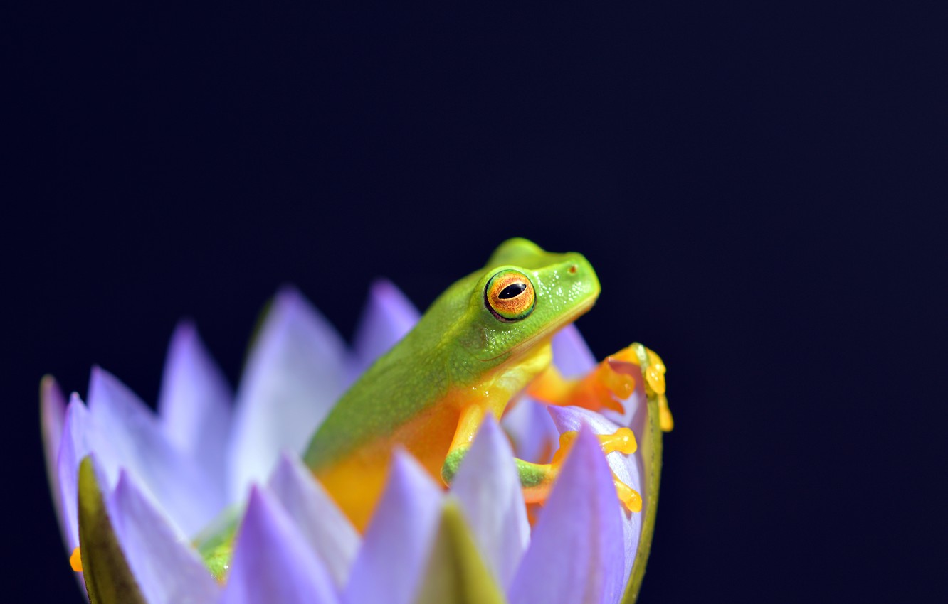 Images Of Baby Frogs Wallpapers