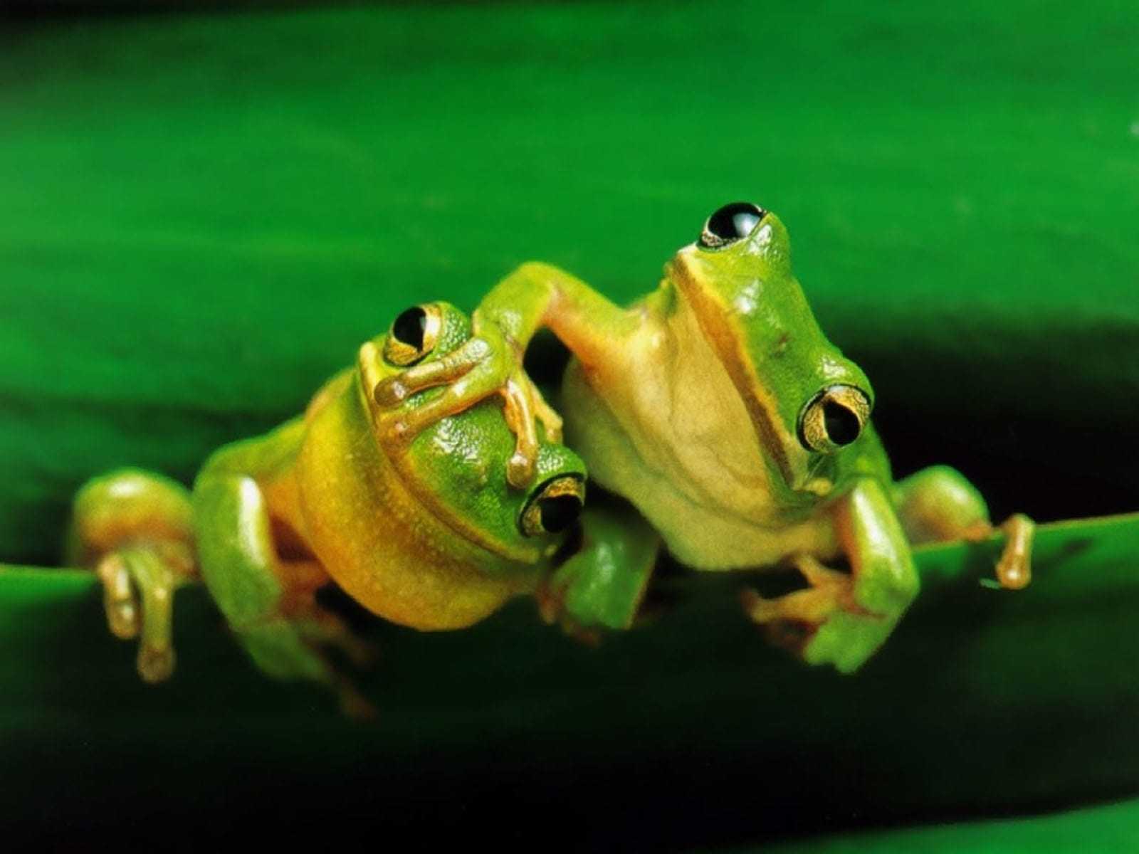 Images Of Baby Frogs Wallpapers