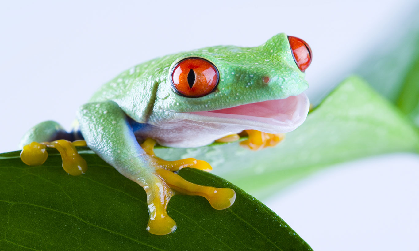 Images Of Baby Frogs Wallpapers
