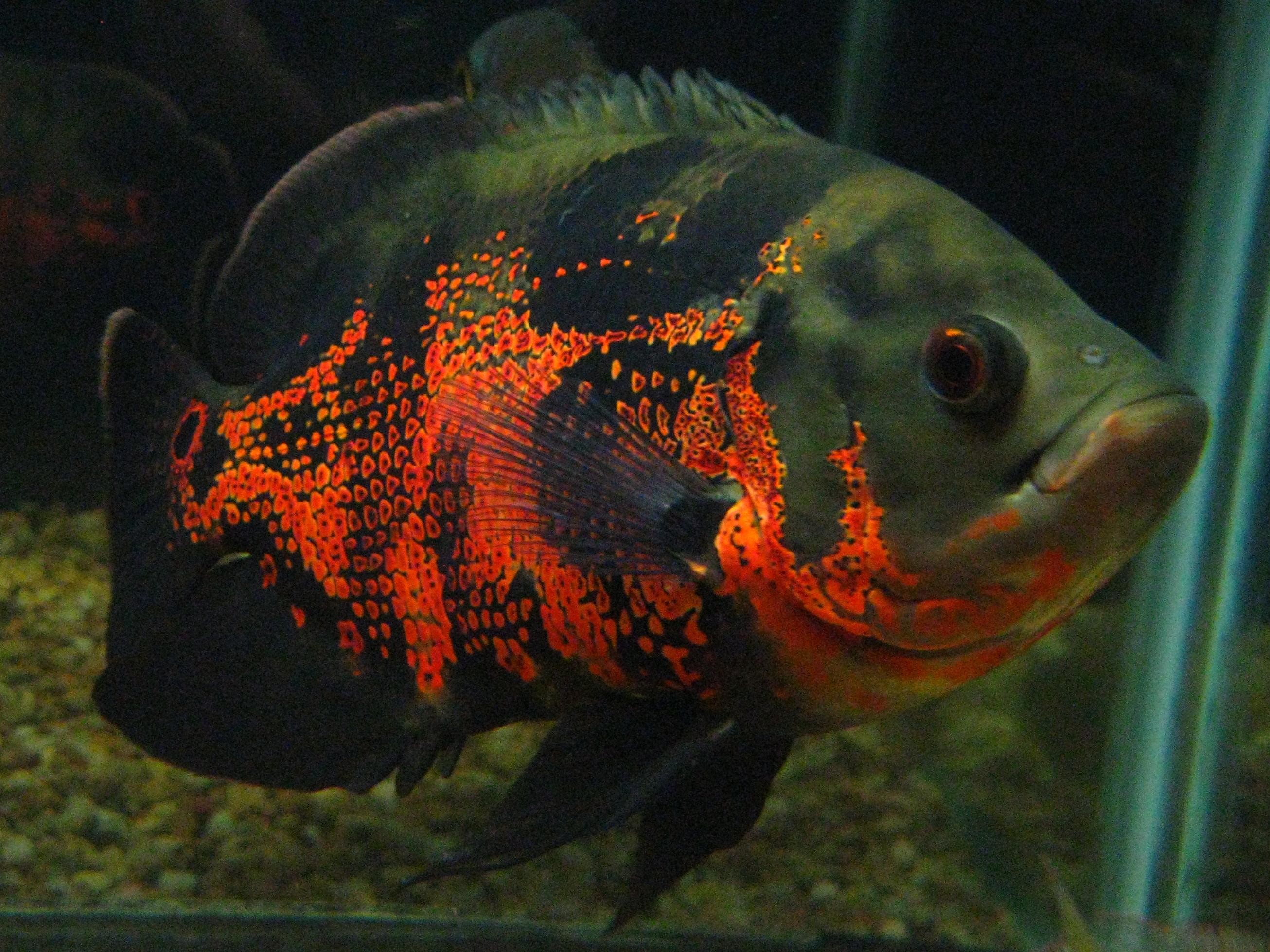 Images Of Oscar Fish Wallpapers