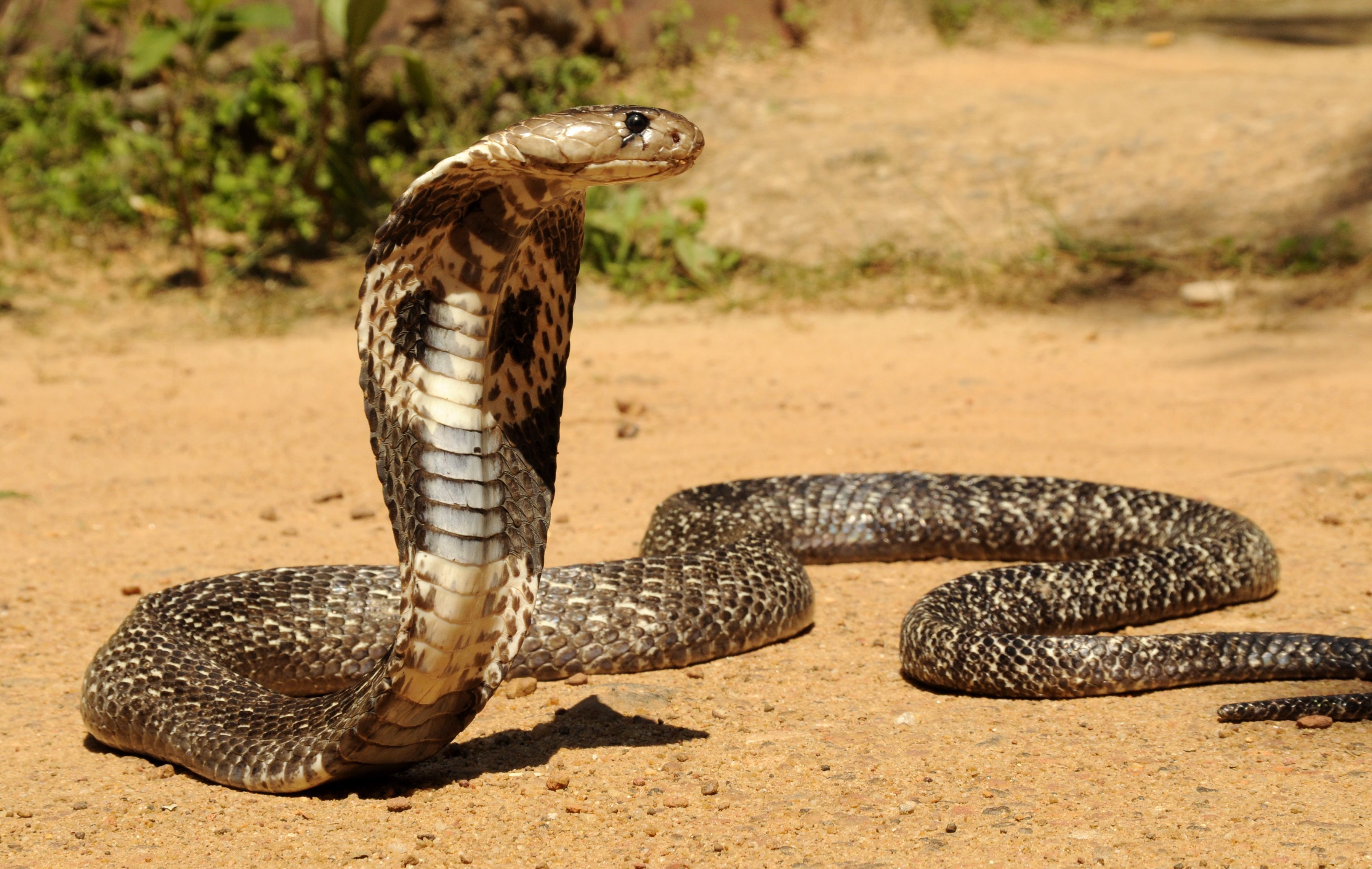 Indian King Cobra Snake Wallpapers
