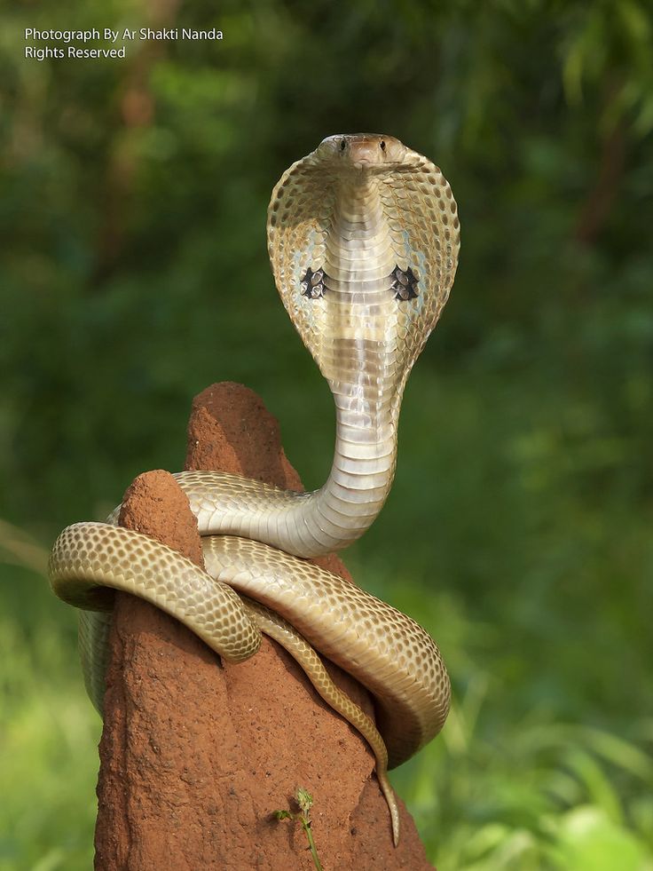 Indian King Cobra Snake Wallpapers