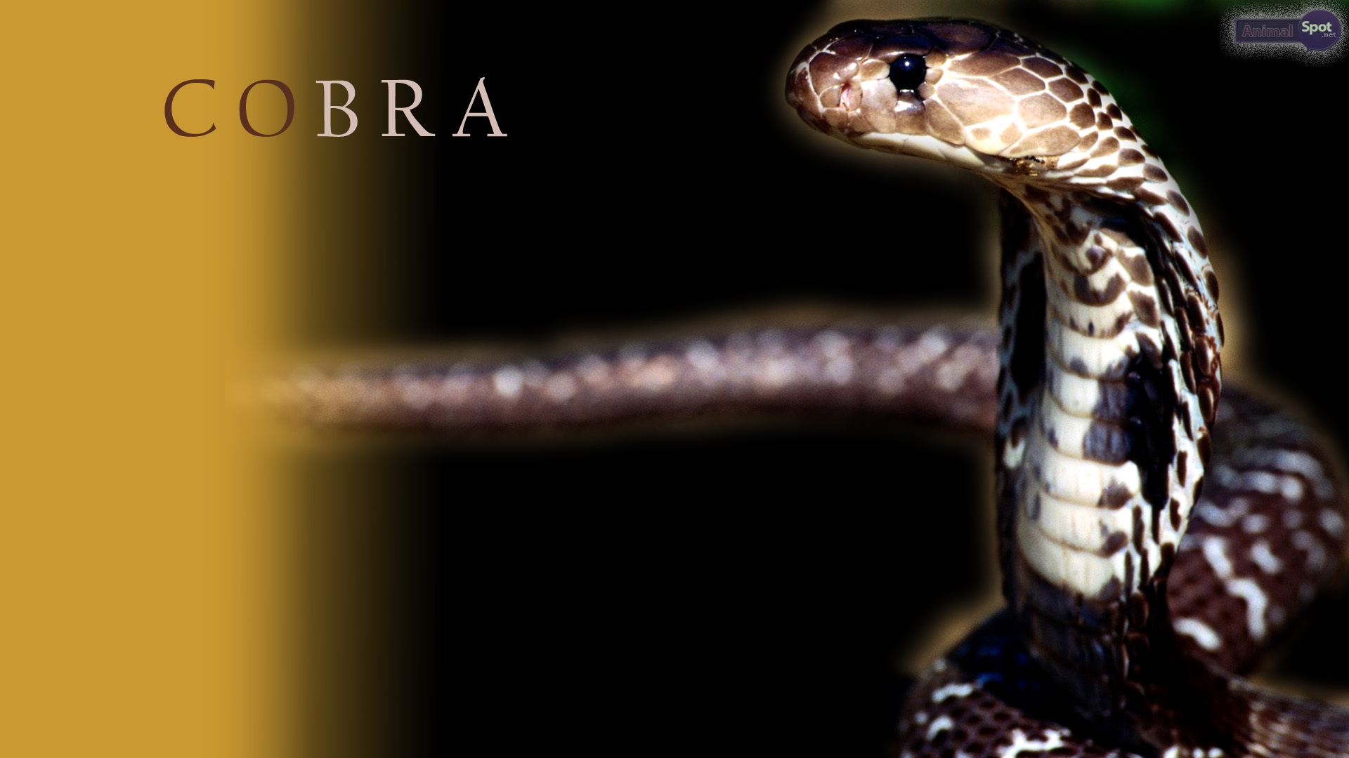 Indian King Cobra Snake Wallpapers