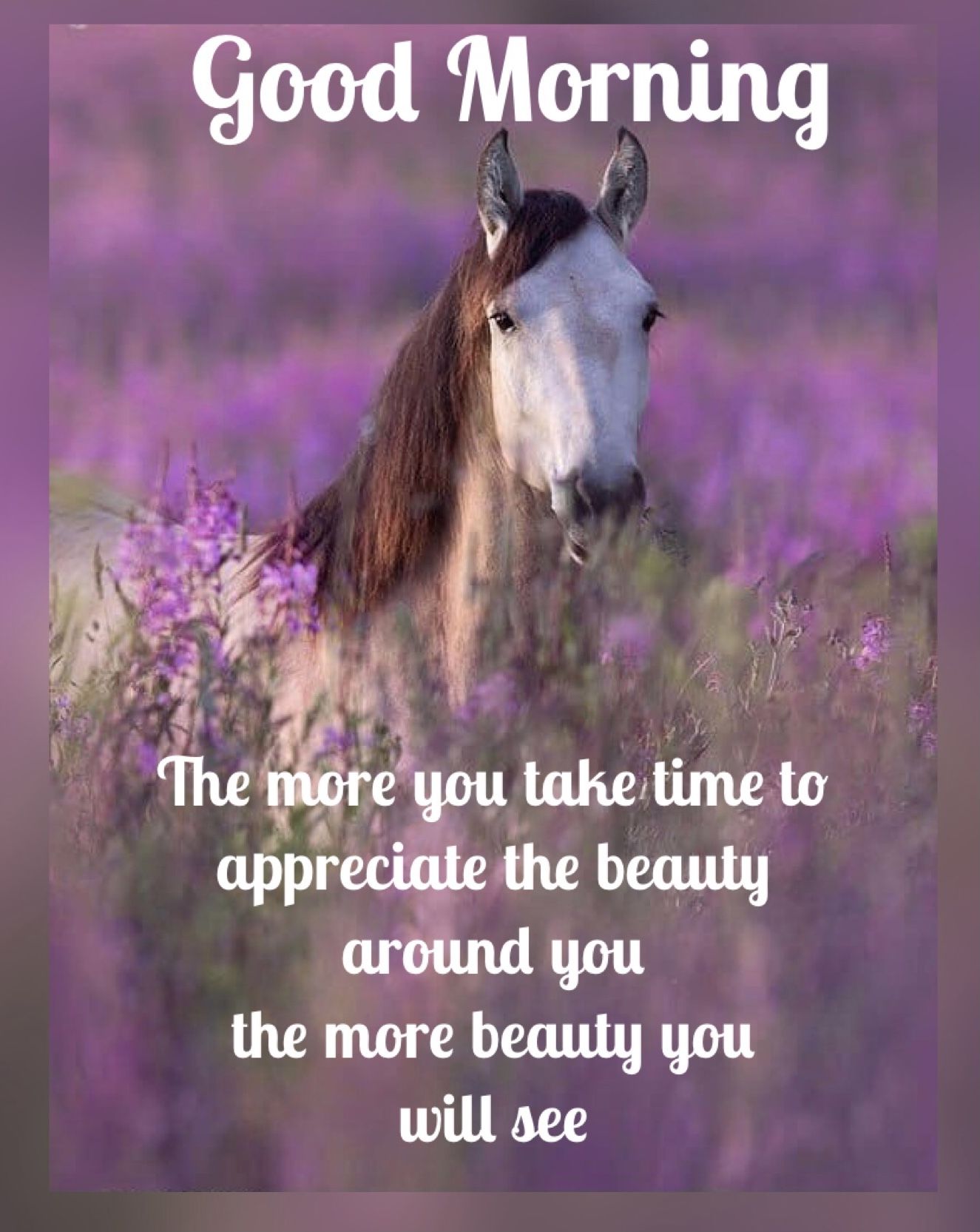 Inspirational Good Morning Horse Images Wallpapers