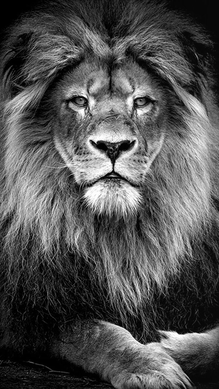 Iphone 7 Black Lion Wallpapers