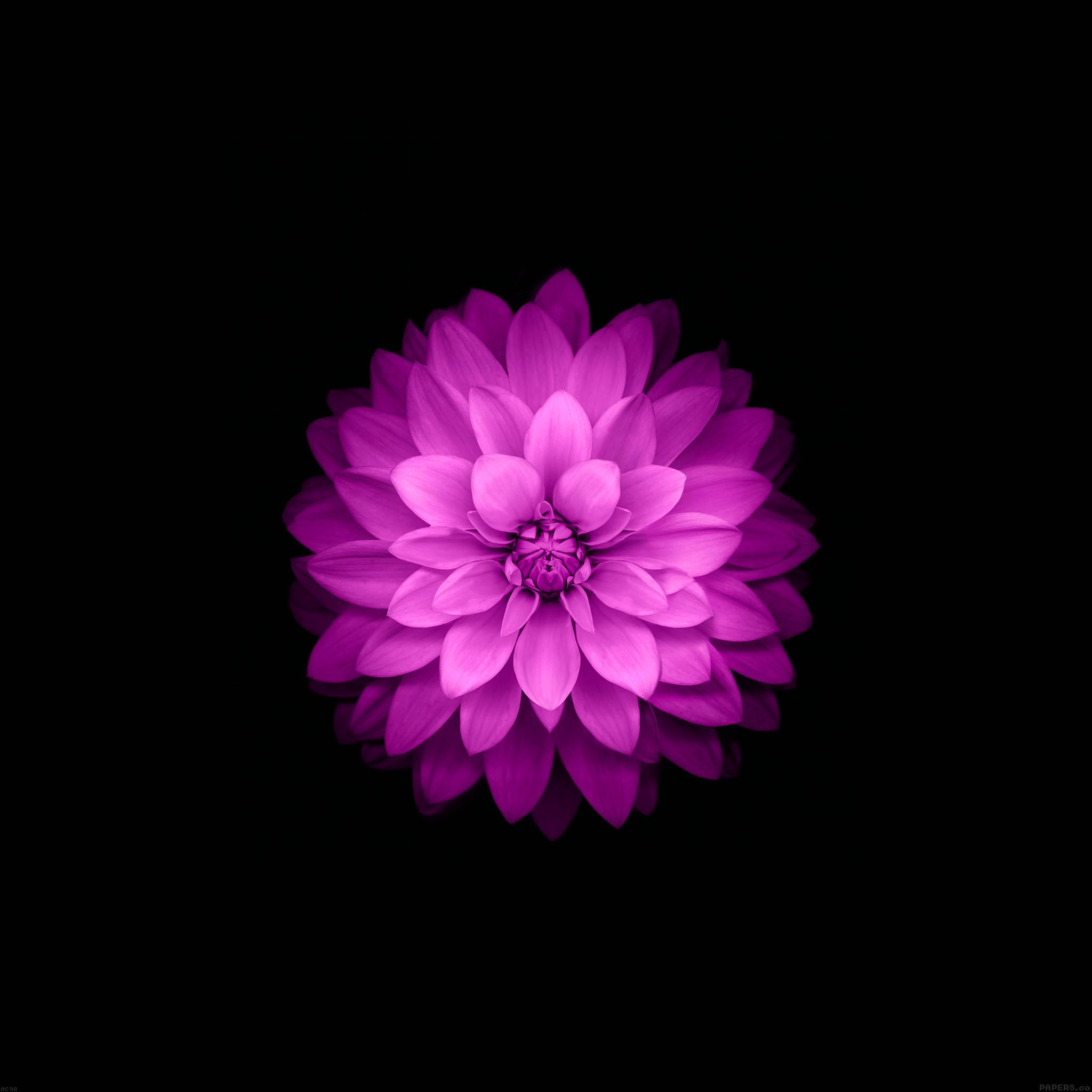 Iphone 7 Flower Wallpapers