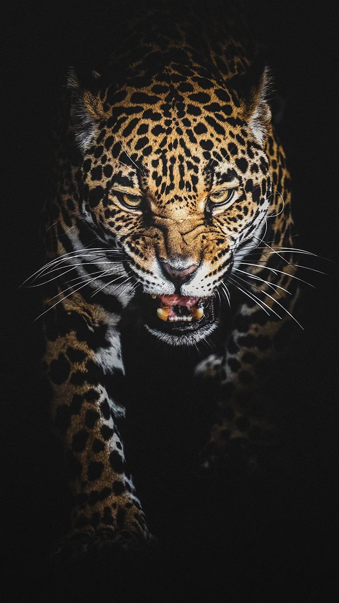 Iphone Black Leopard Print Wallpapers