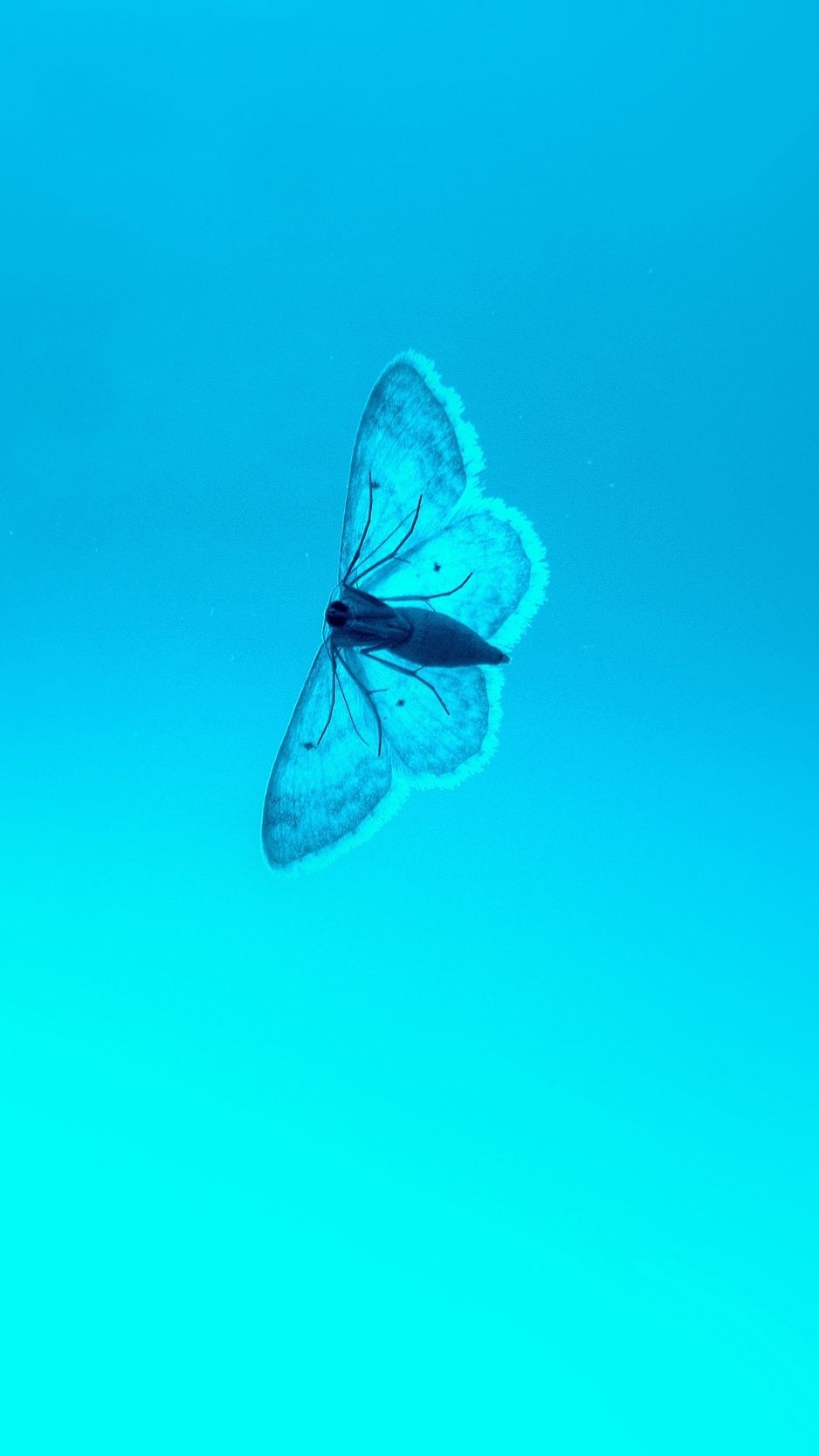 Iphone Butterfly Emoji Wallpapers