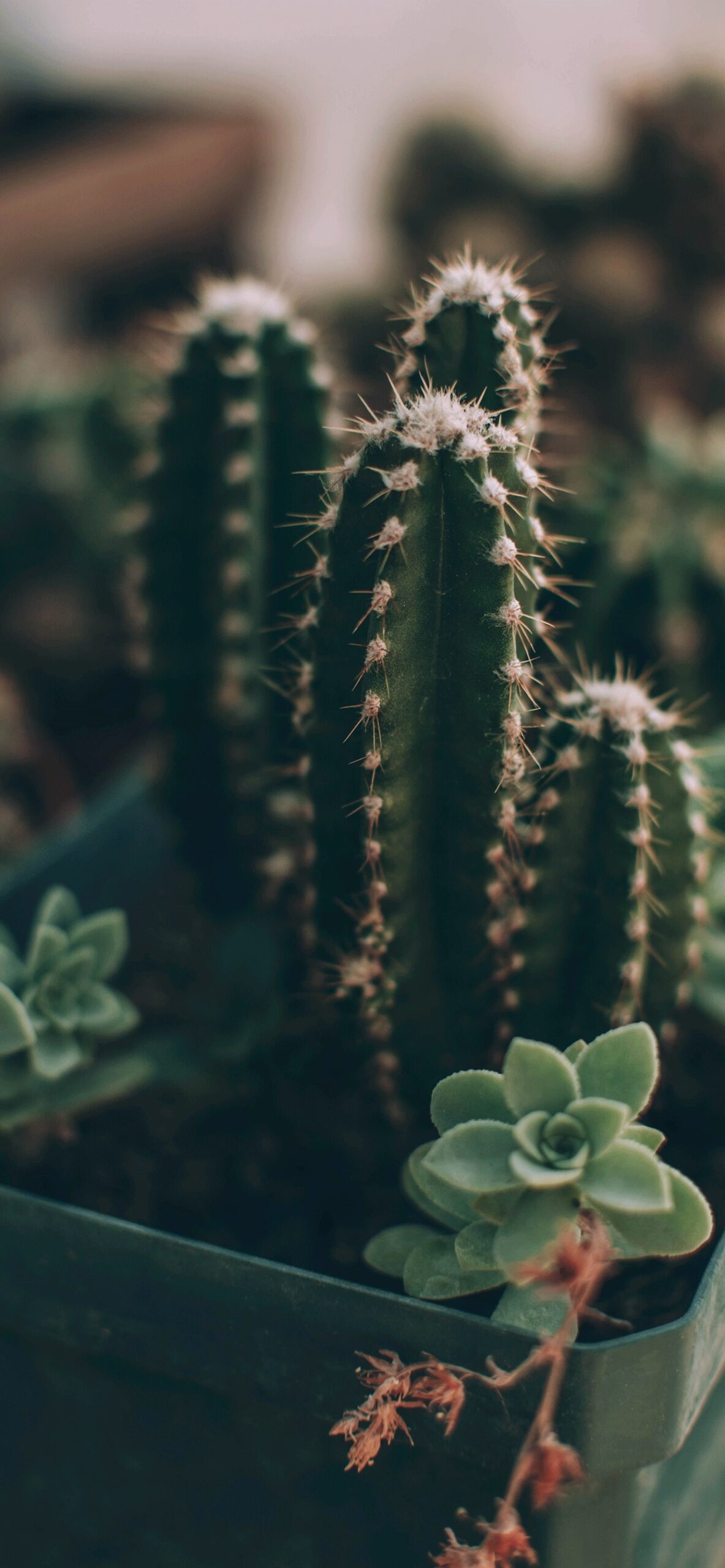 Iphone Cactus Wallpapers