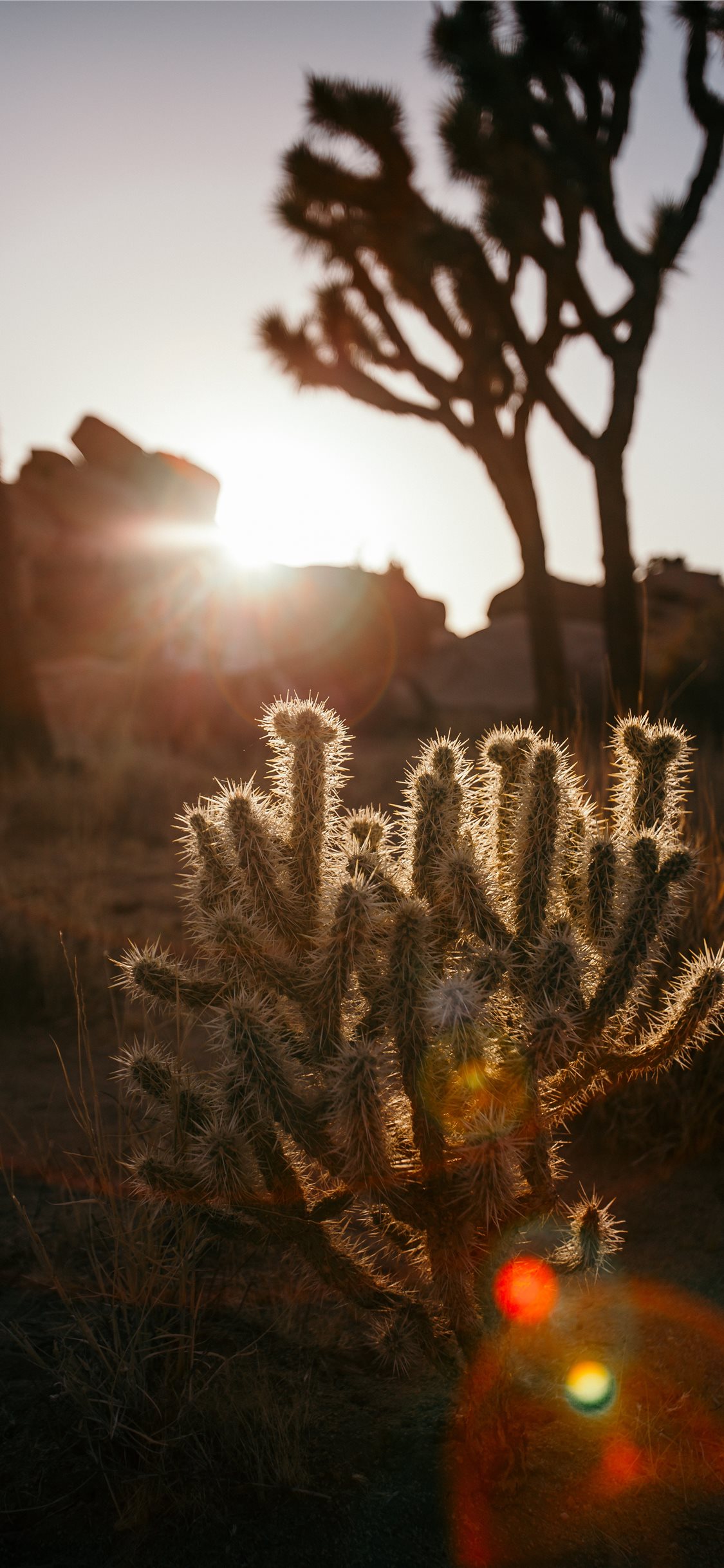 Iphone Cactus Wallpapers