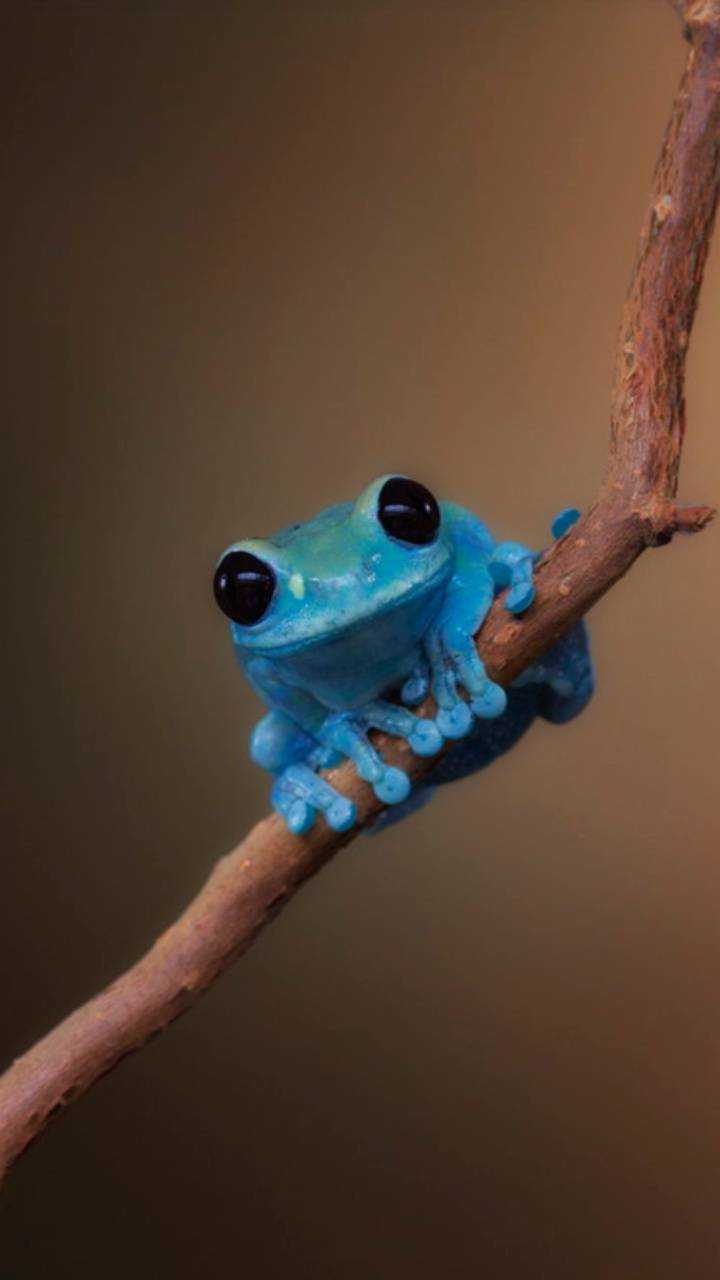 Iphone Cute Frog Wallpapers