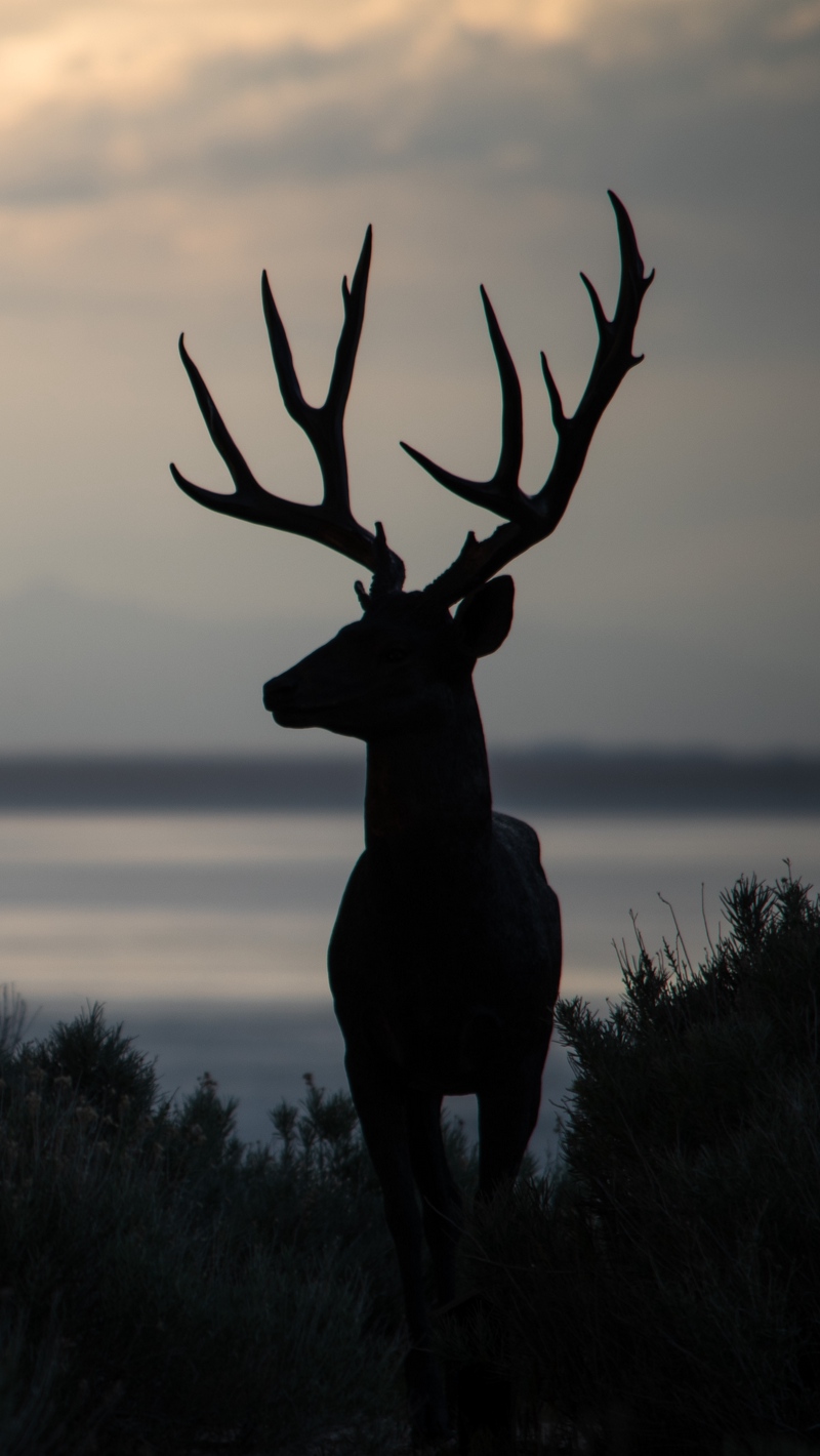 Iphone Deer Wallpapers