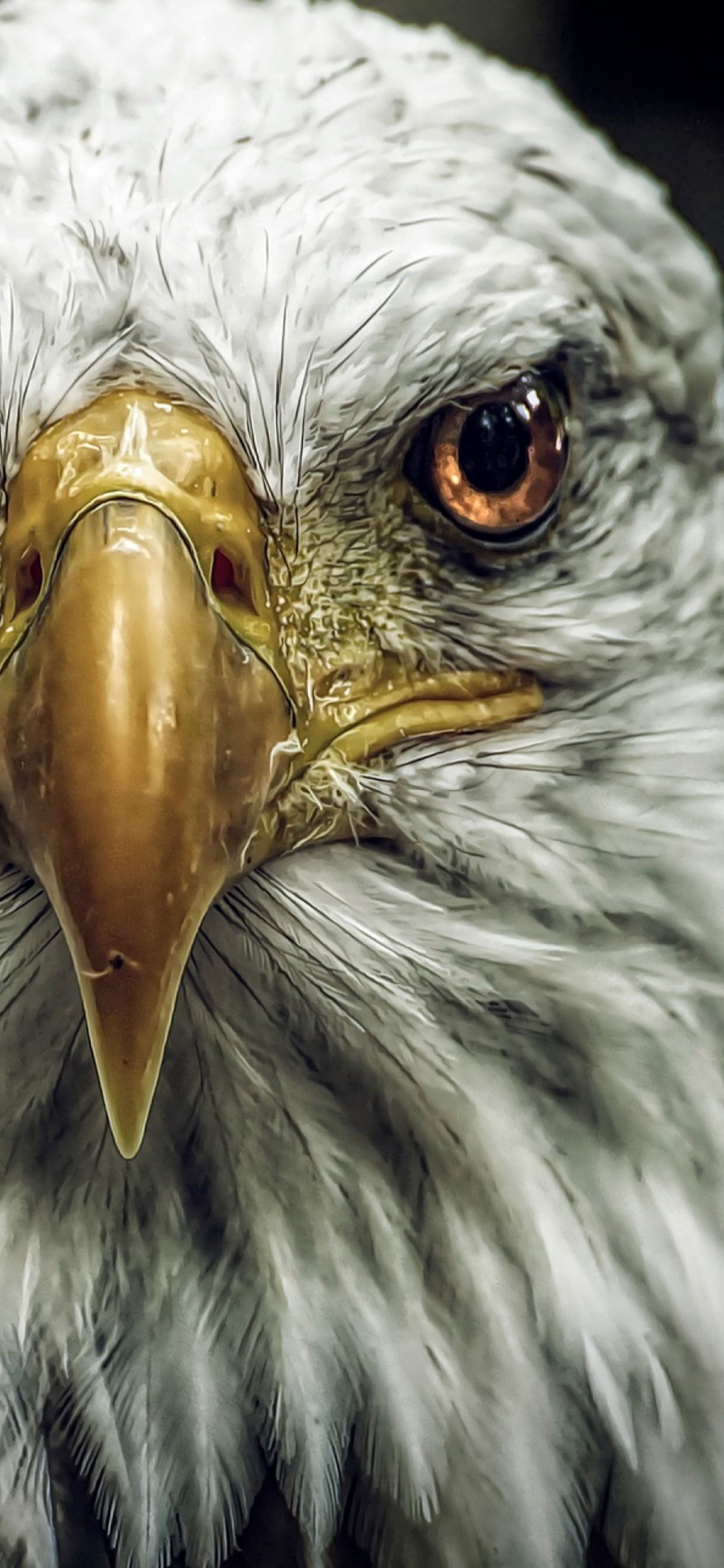 Iphone Eagle Wallpapers