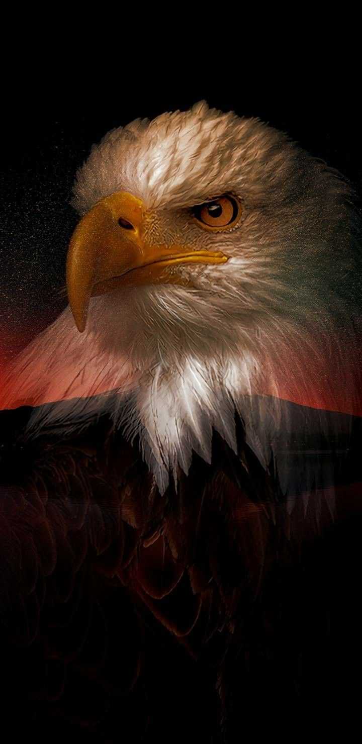 Iphone Eagle Wallpapers