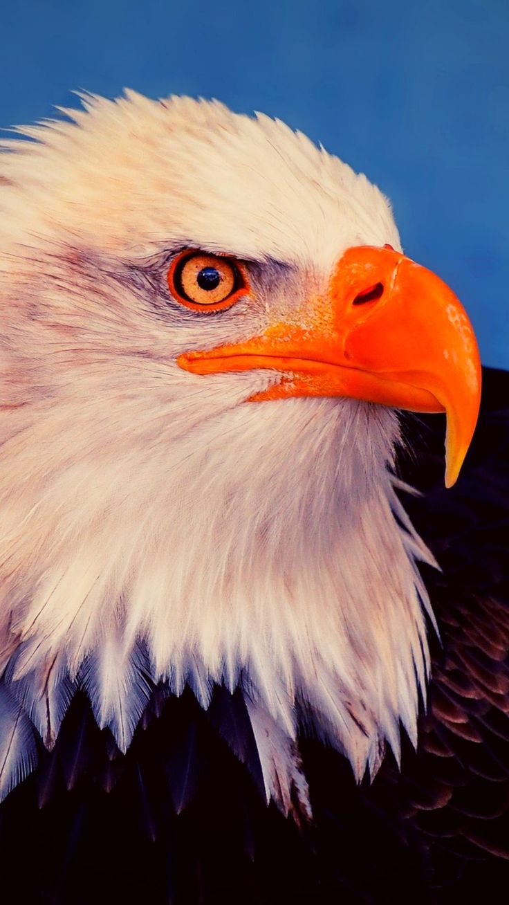 Iphone Eagle Wallpapers