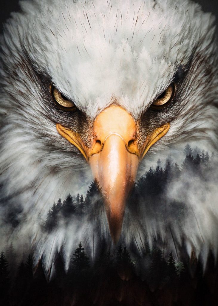 Iphone Eagle Wallpapers