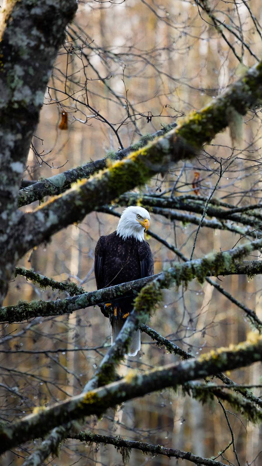 Iphone Eagle Wallpapers