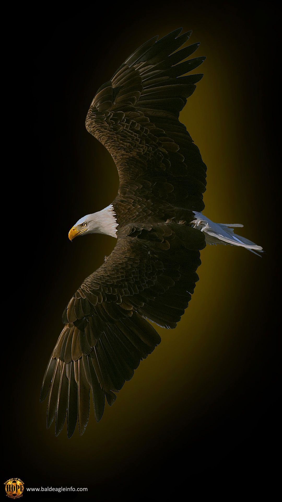 Iphone Eagle Wallpapers