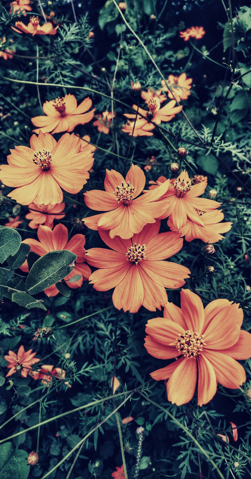 Iphone Fall Flowers Wallpapers