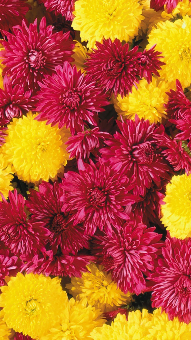 Iphone Fall Flowers Wallpapers