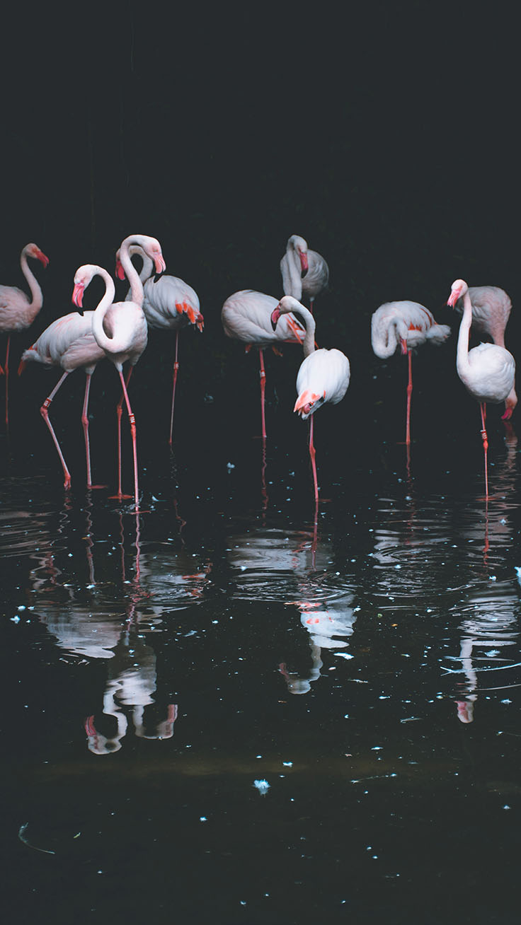 Iphone Flamingo Wallpapers