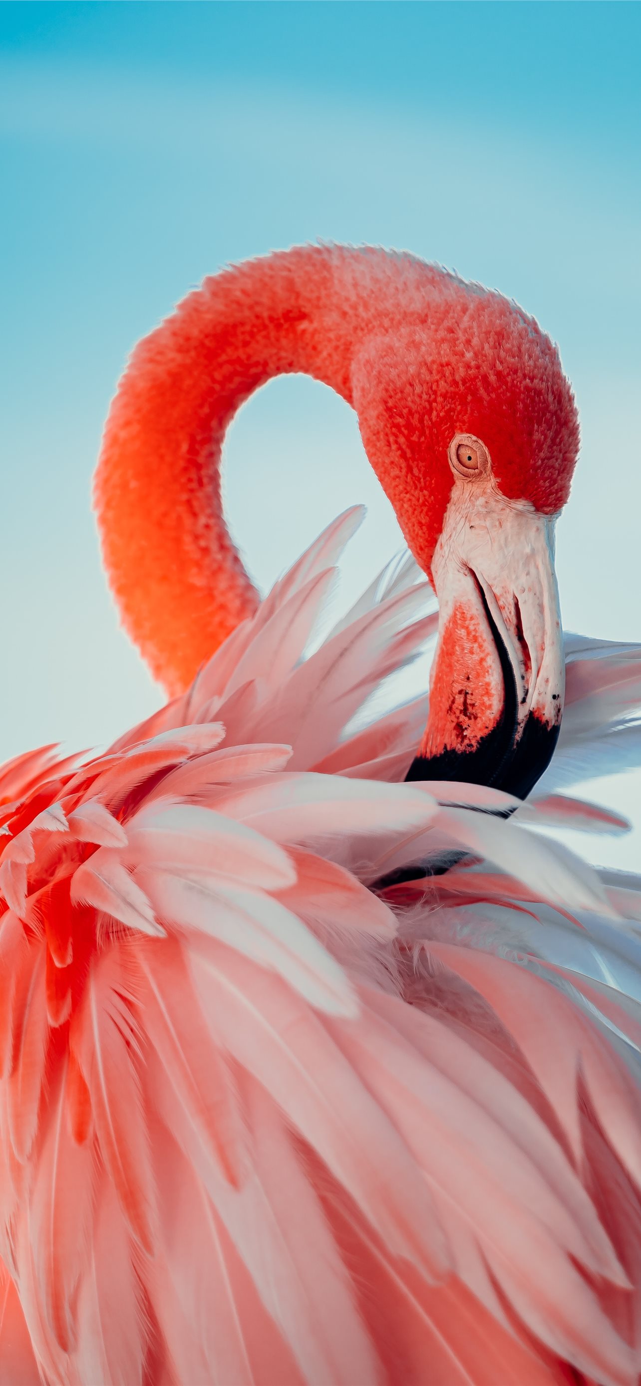 Iphone Flamingo Wallpapers