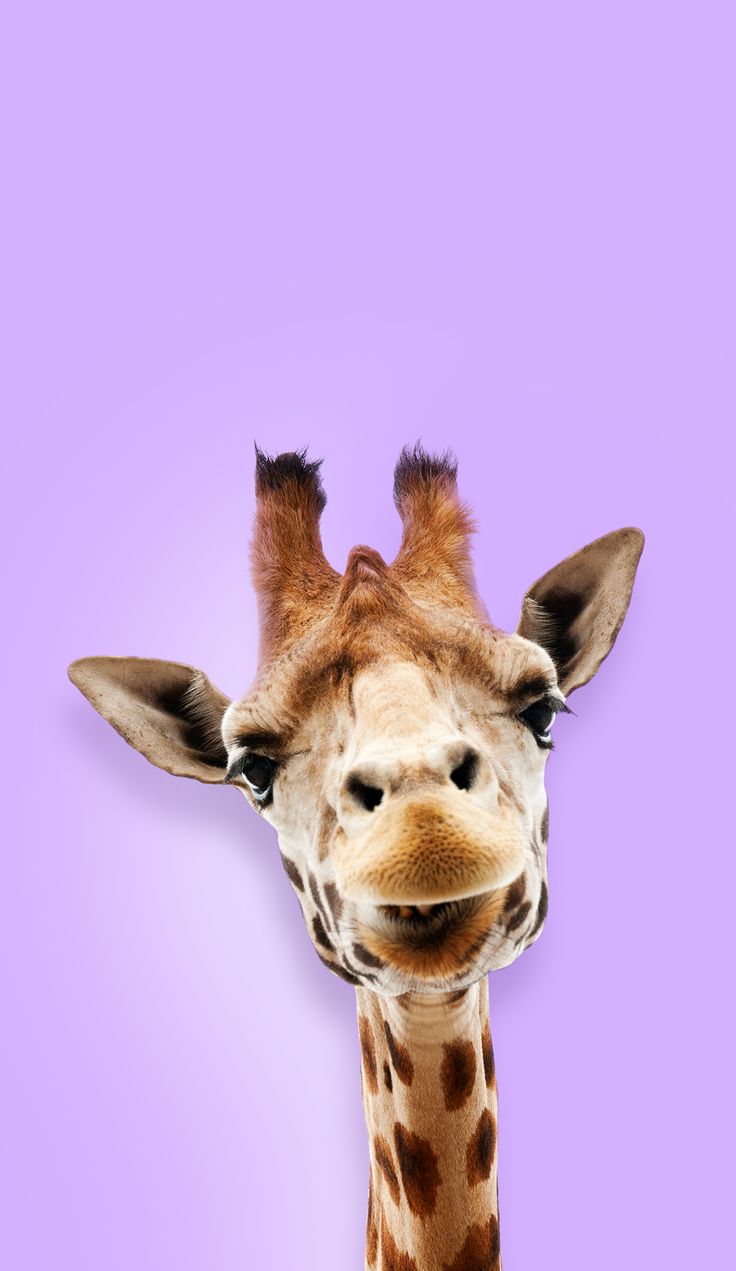 Iphone Giraffe Wallpapers